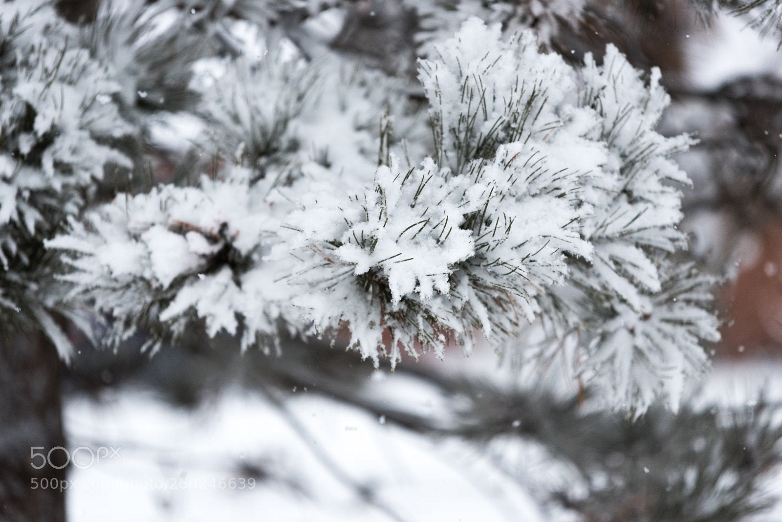 Nikon D750 sample photo. Tree branches under a photography