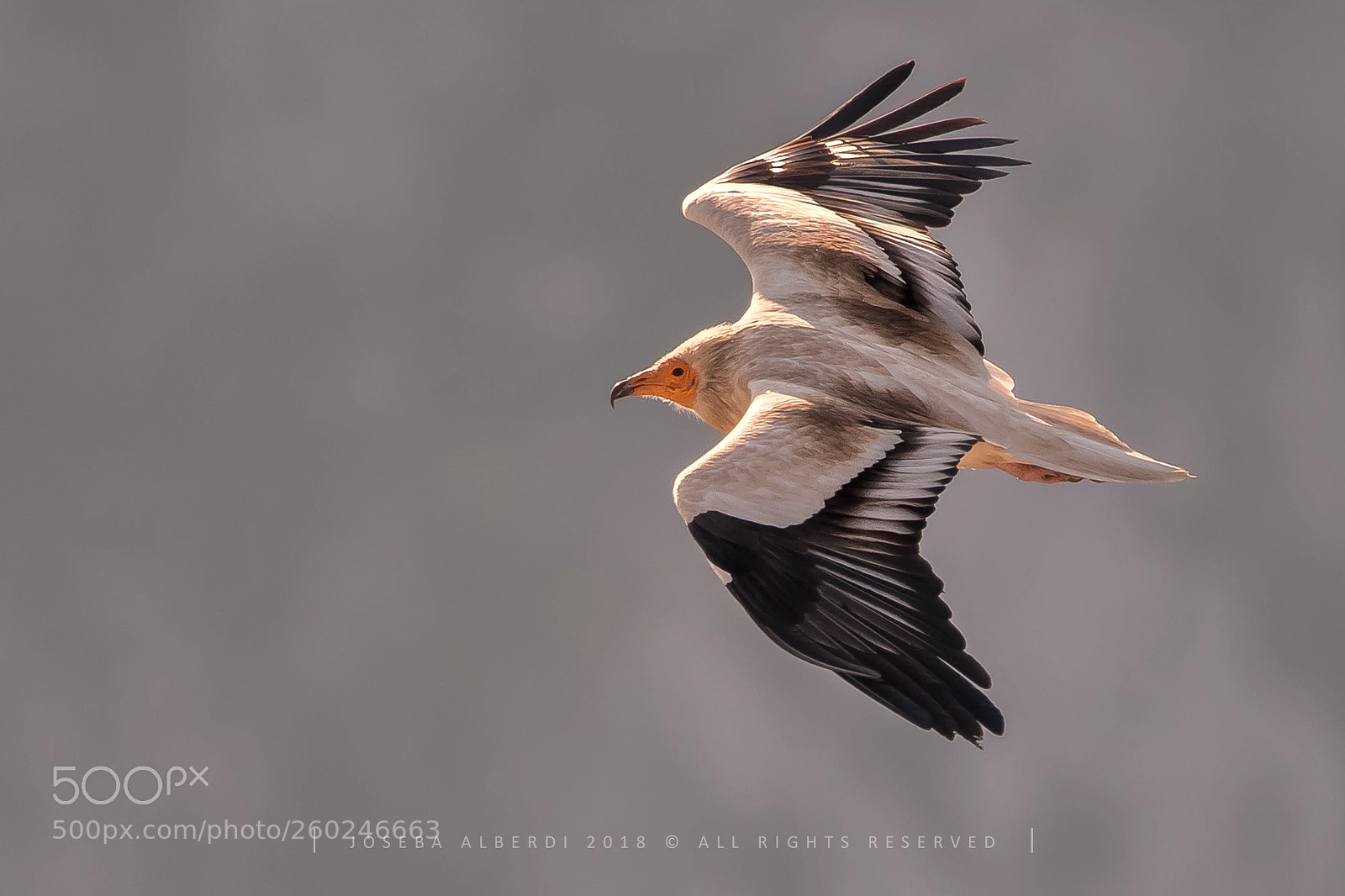Nikon D5500 sample photo. Egyptian vulture (neophron percnopterus) photography
