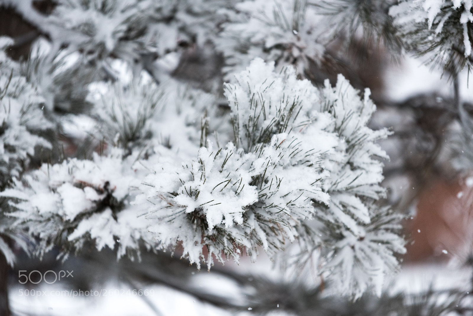 Nikon D750 sample photo. Tree branches under a photography