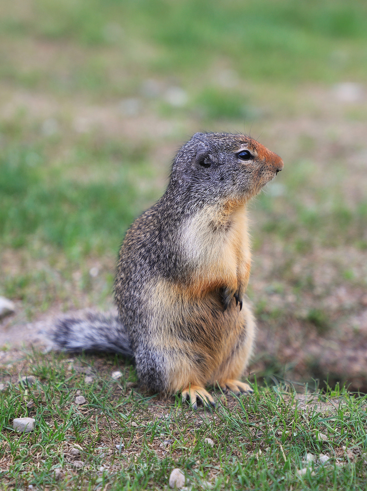 Canon EOS 5D Mark IV sample photo. Marmot photography