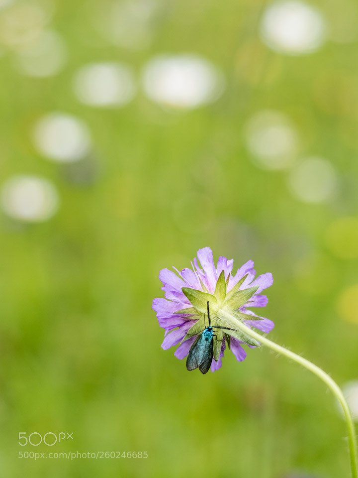 Nikon D5500 sample photo. Butterfly having a rest photography