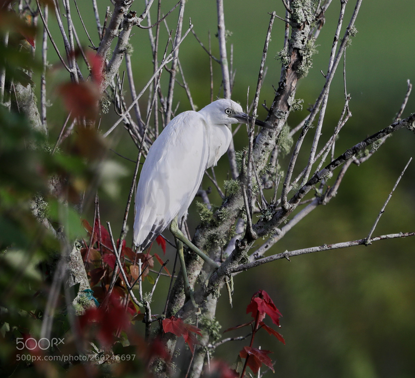 Canon EOS-1D X Mark II sample photo. 05-31-18-0020668.jpg photography