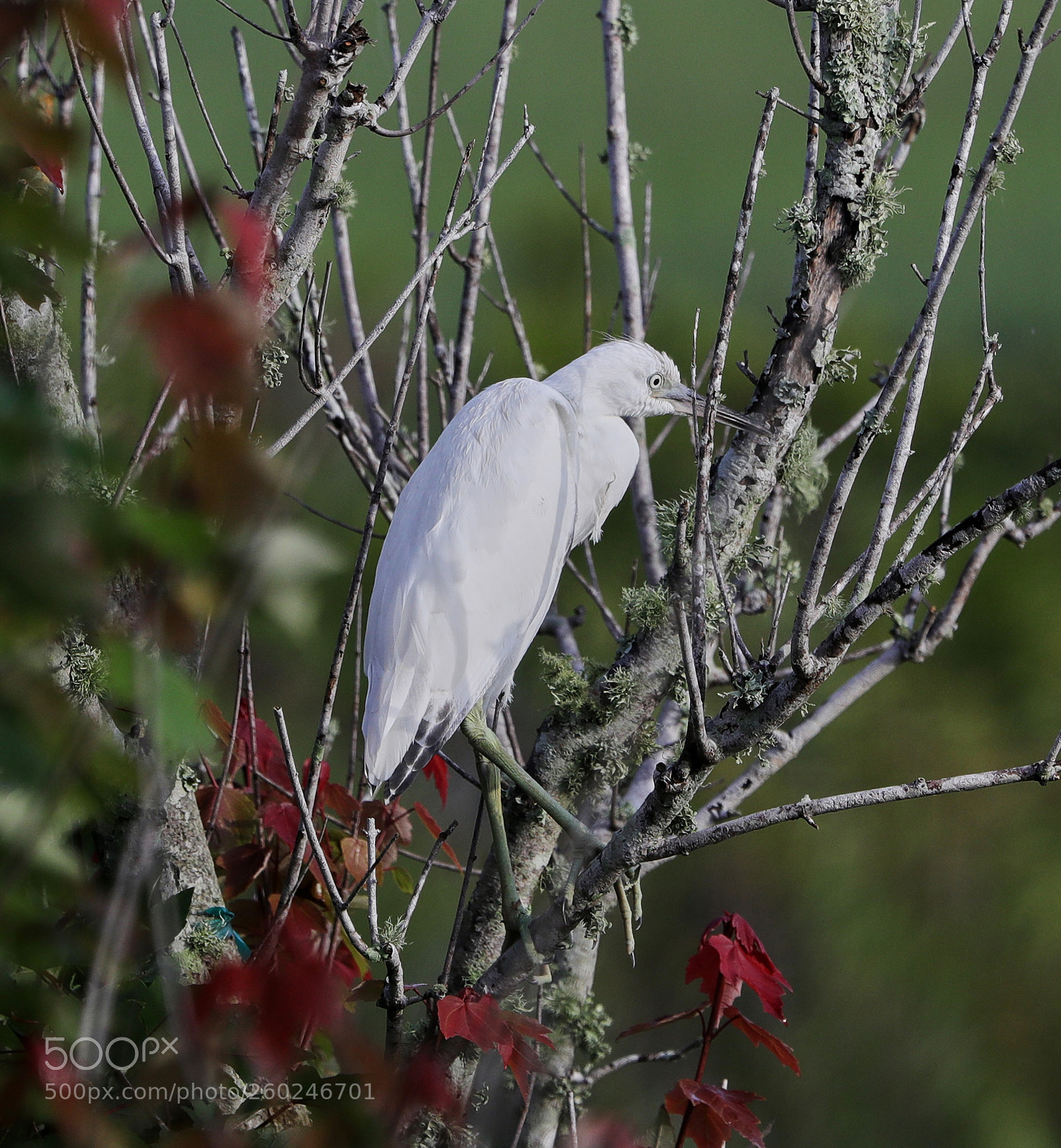 Canon EOS-1D X Mark II sample photo. 05-31-18-0020667.jpg photography