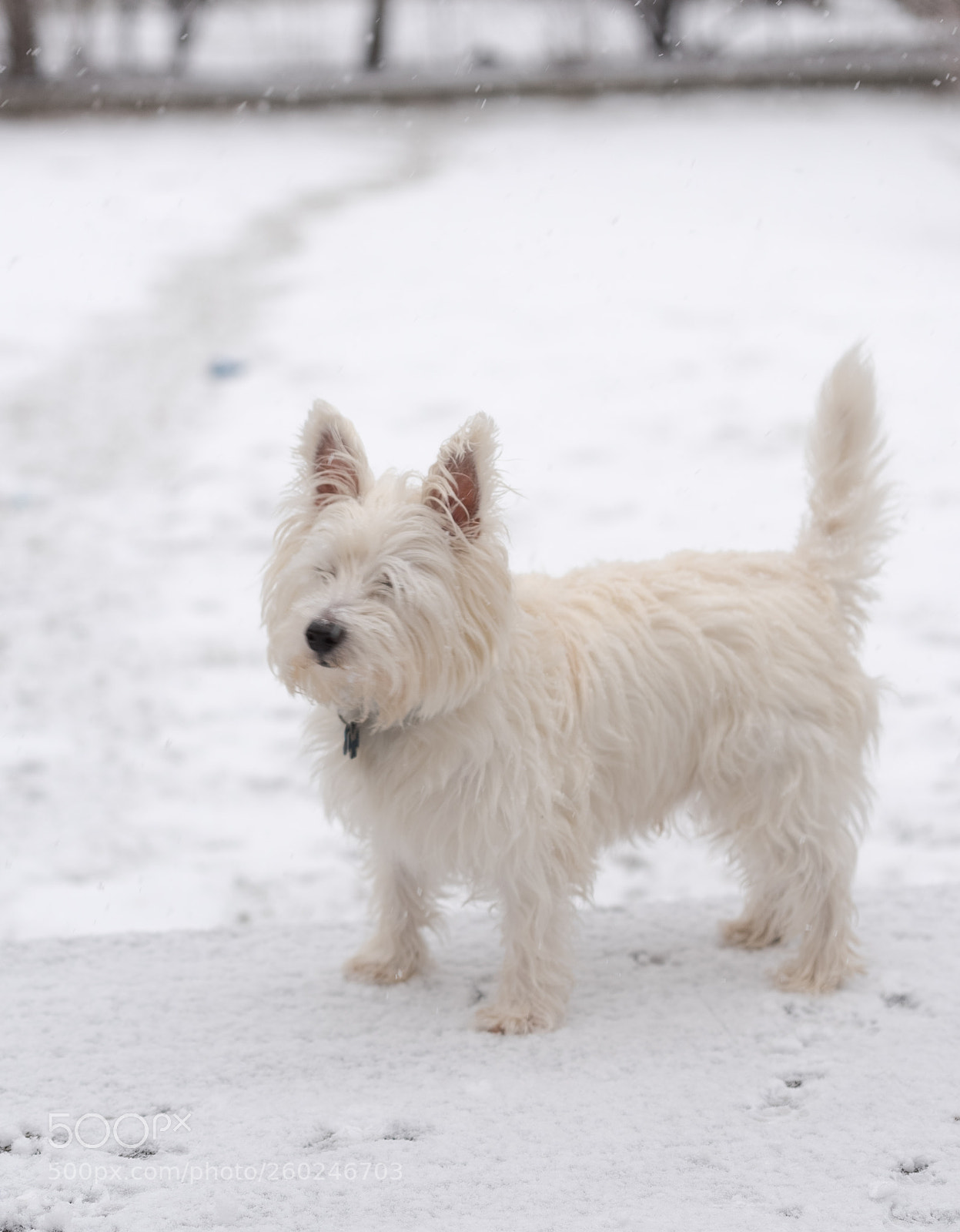 Nikon D750 sample photo. Young west highland white photography