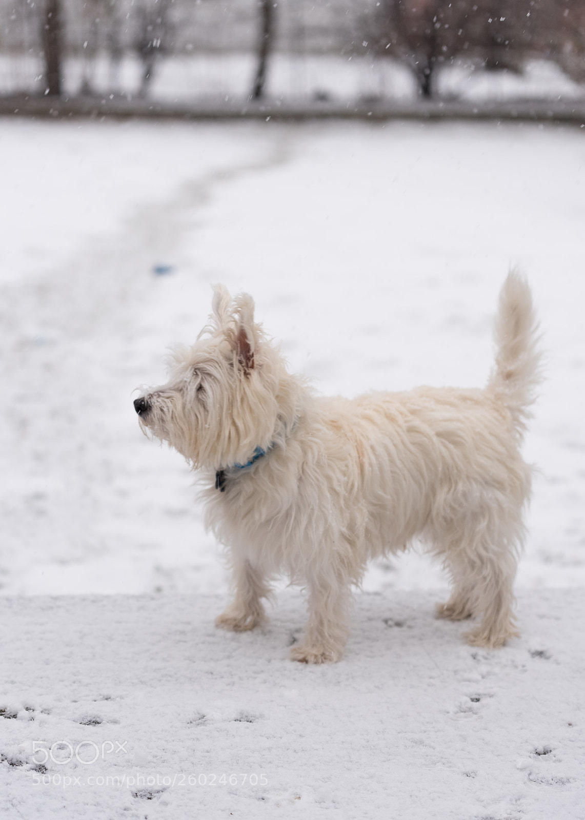 Nikon D750 sample photo. Young west highland white photography