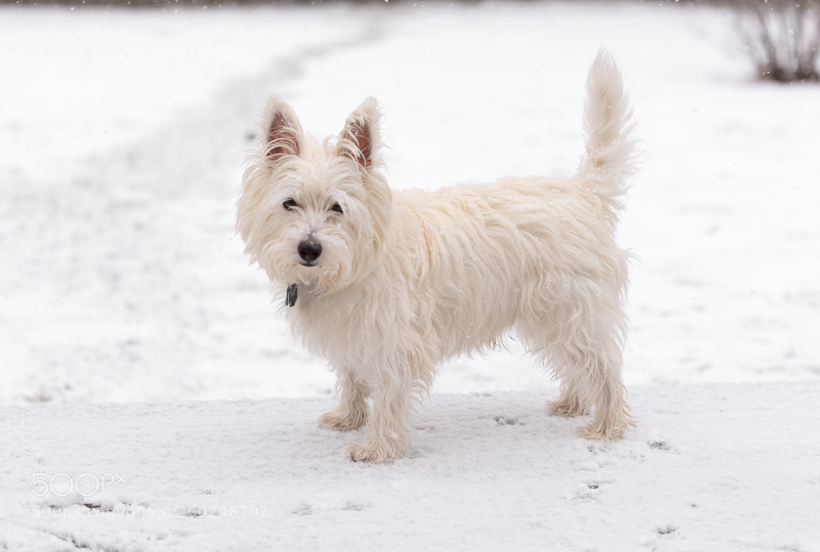 Nikon D750 sample photo. Young west highland white photography