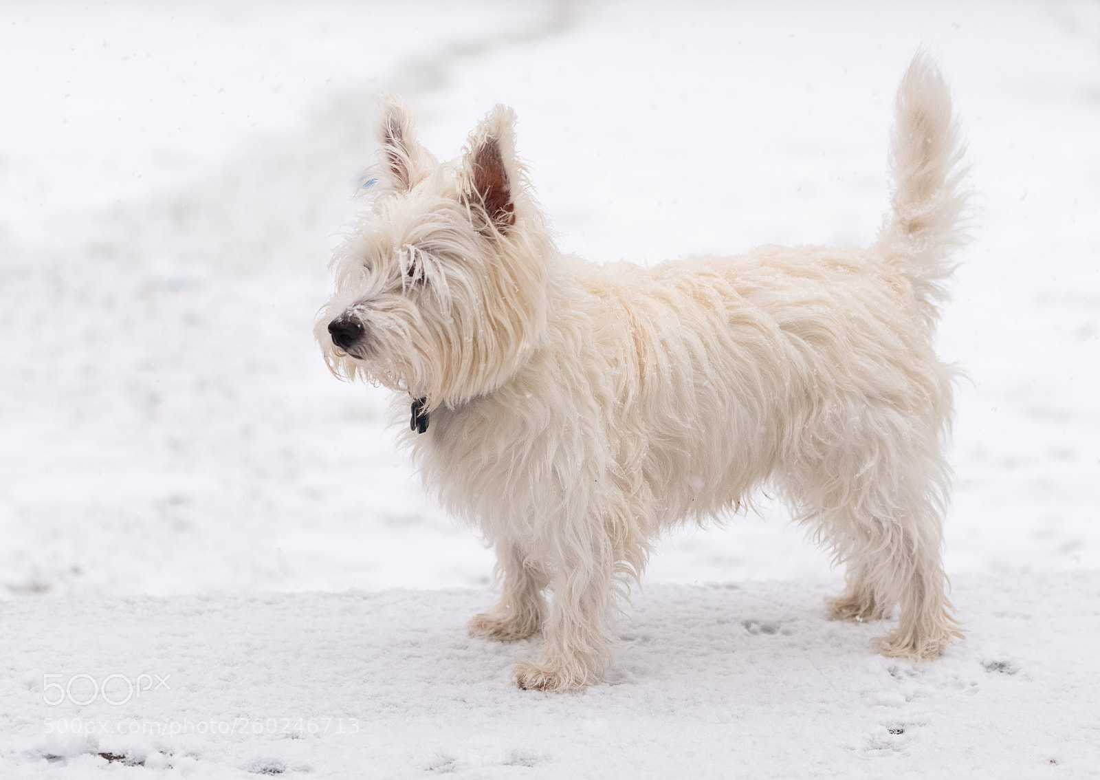 Nikon D750 sample photo. Young west highland white photography