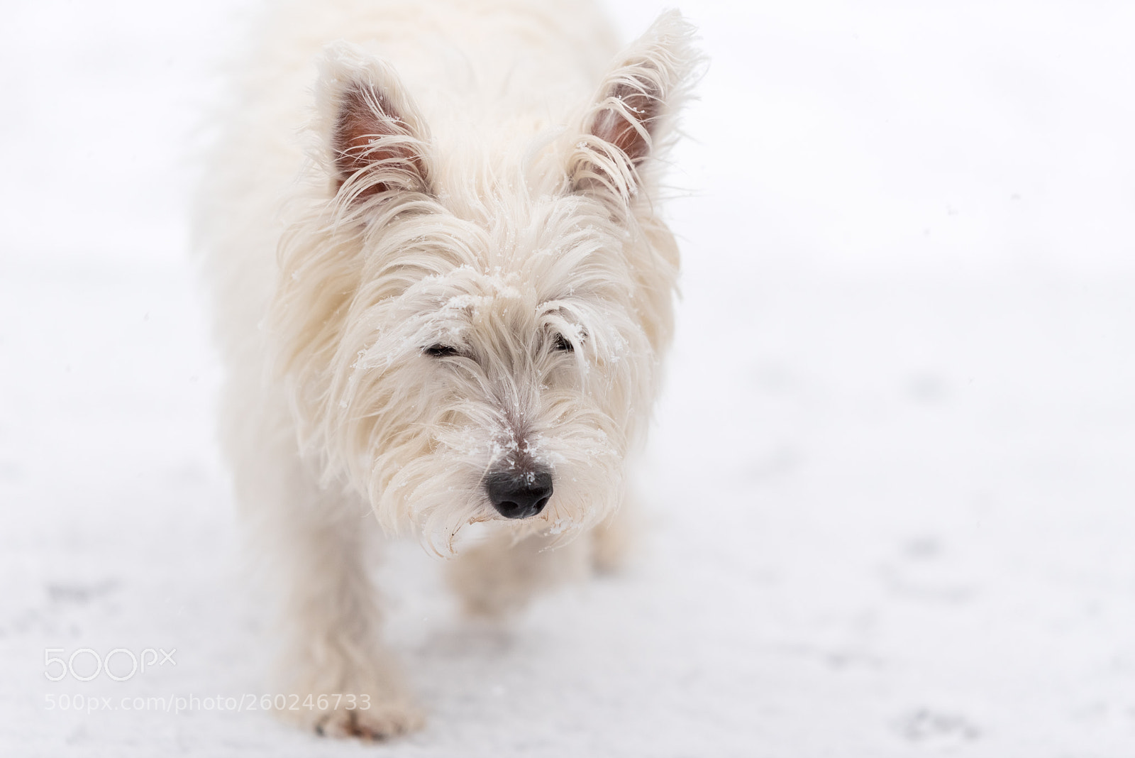 Nikon D750 sample photo. Young west highland white photography