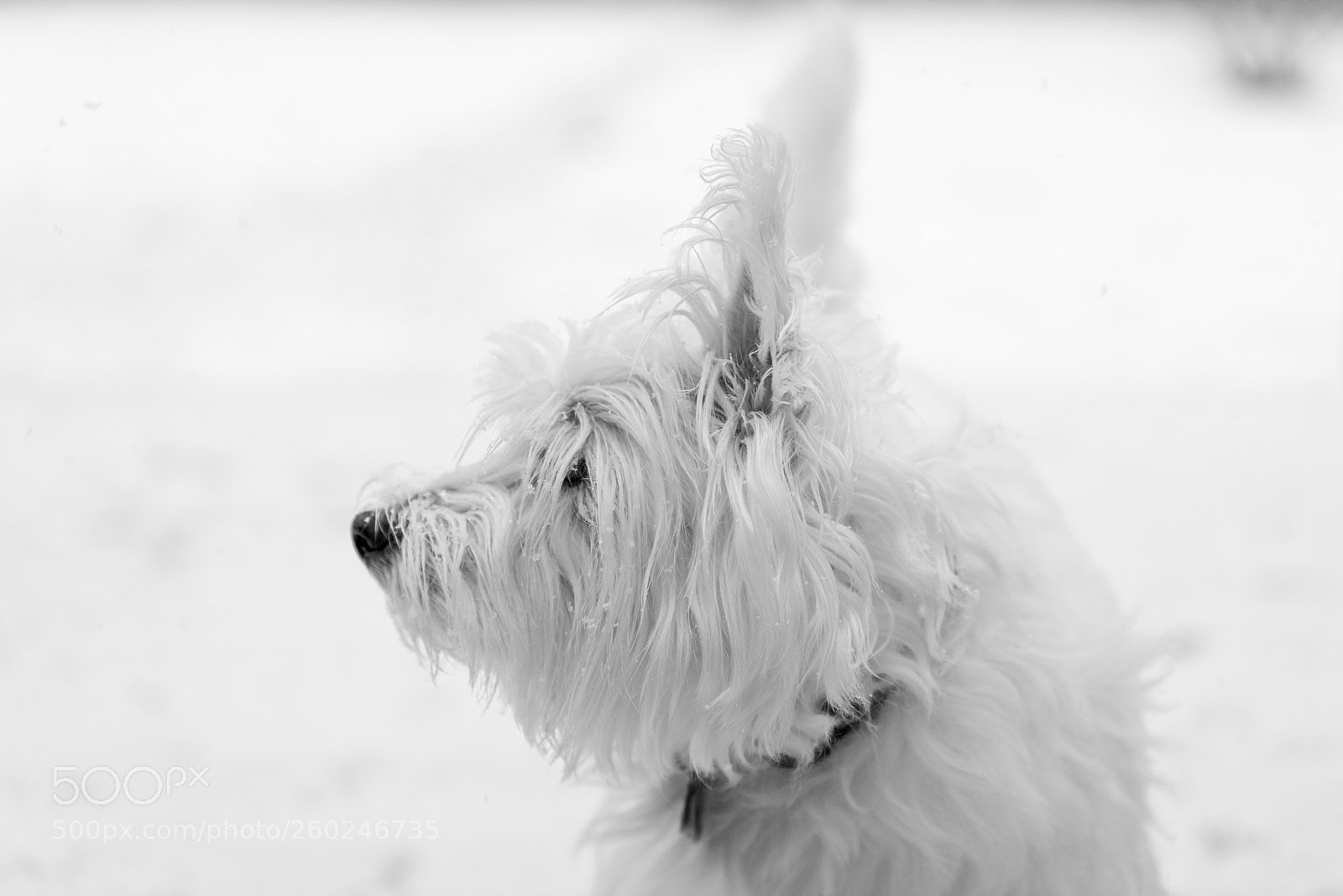 Nikon D750 sample photo. Young west highland white photography