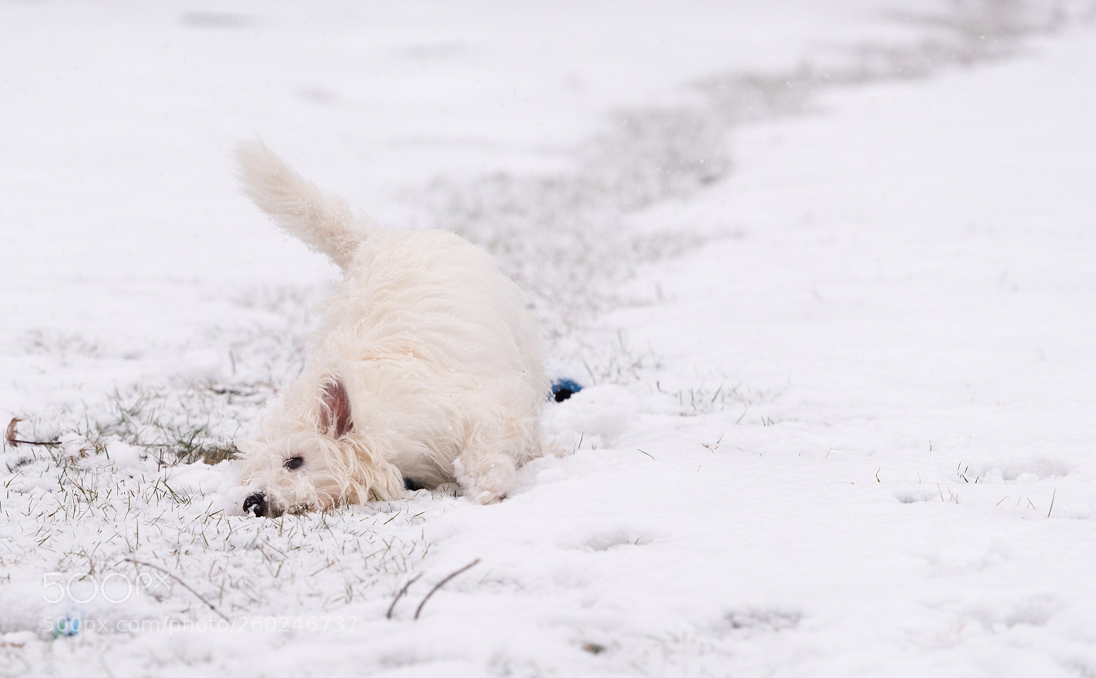 Nikon D750 sample photo. Young west highland white photography