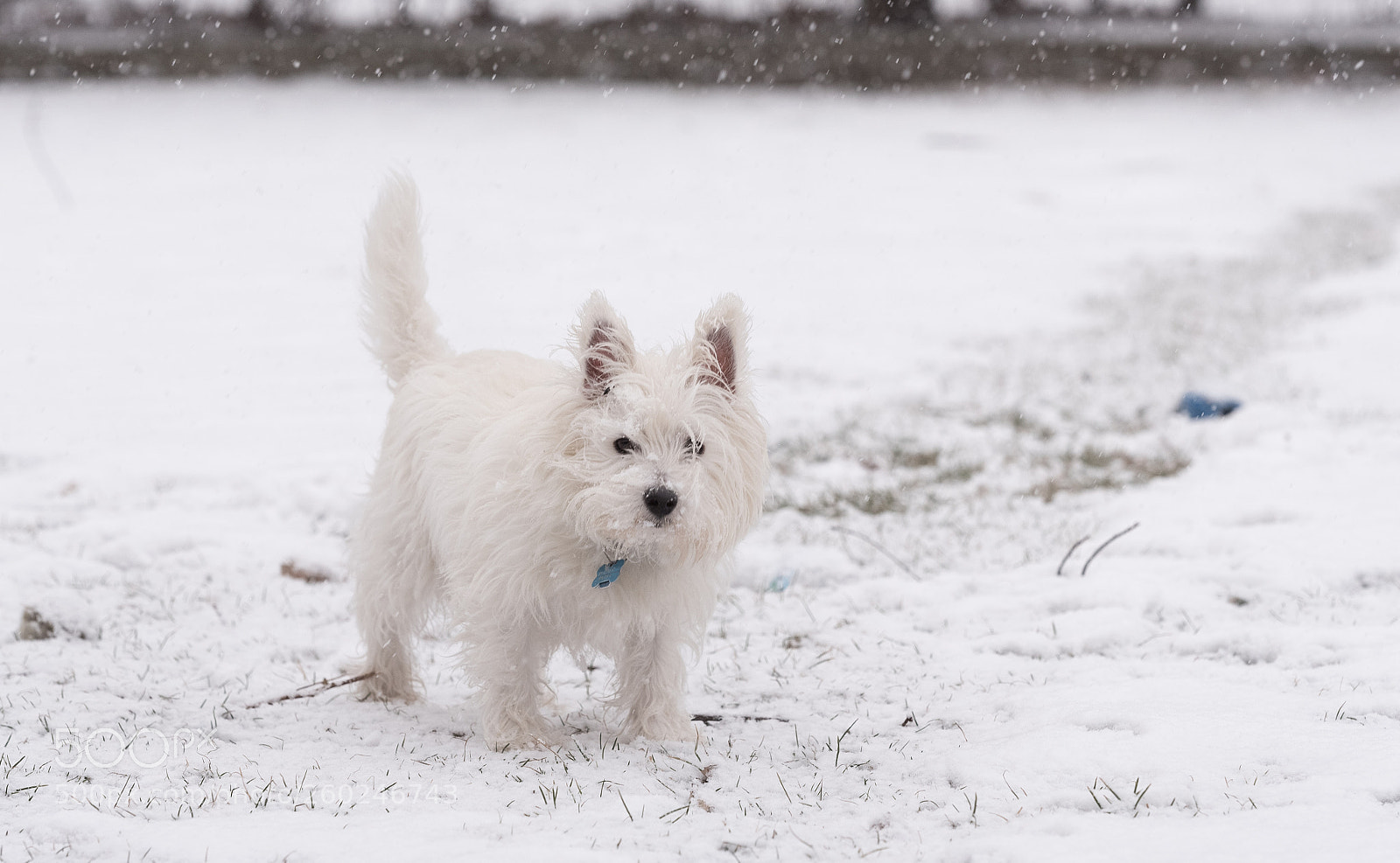 Nikon D750 sample photo. Young west highland white photography