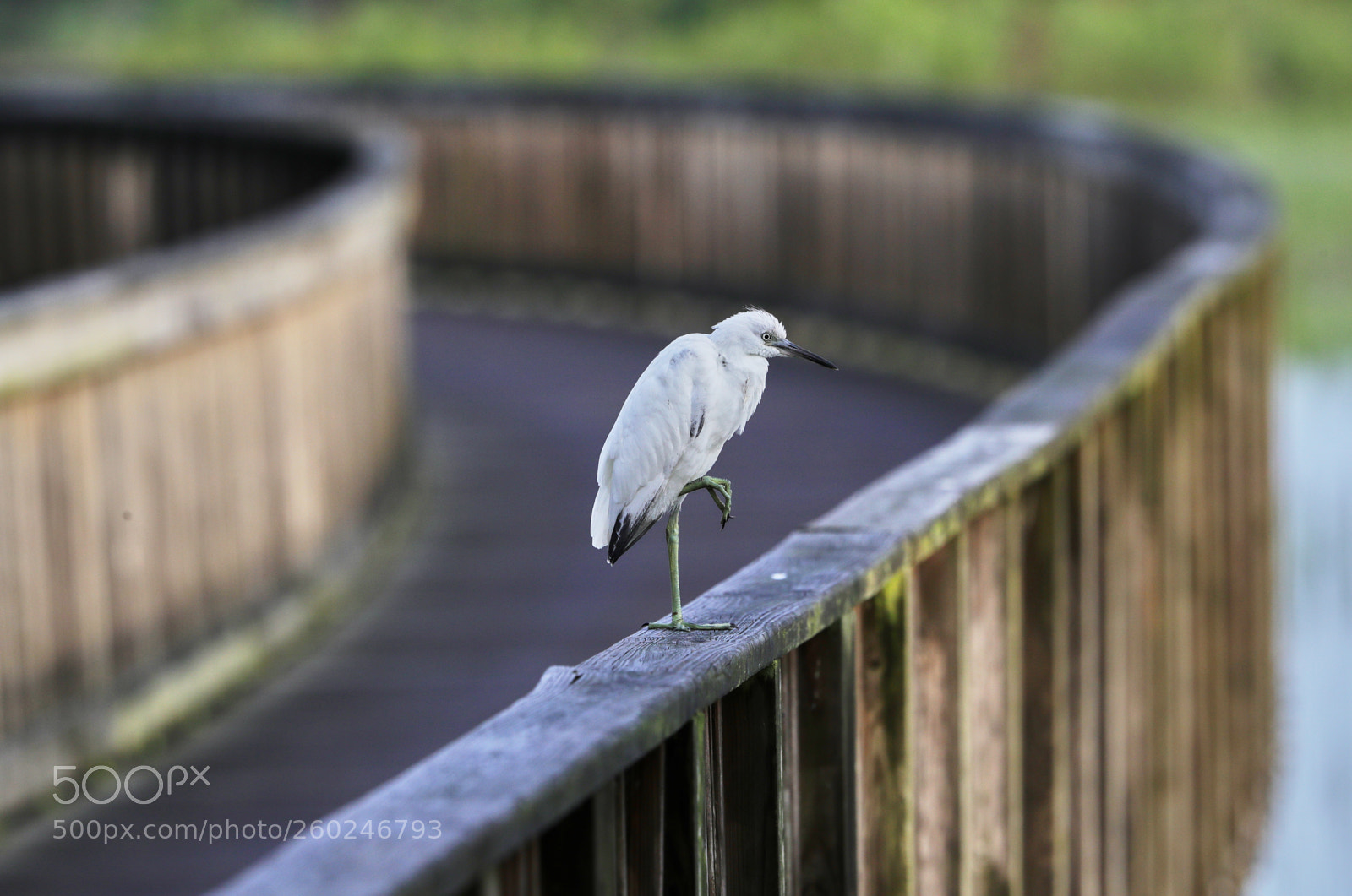 Canon EOS-1D X Mark II sample photo. 05-31-18-0020663 1.jpg photography