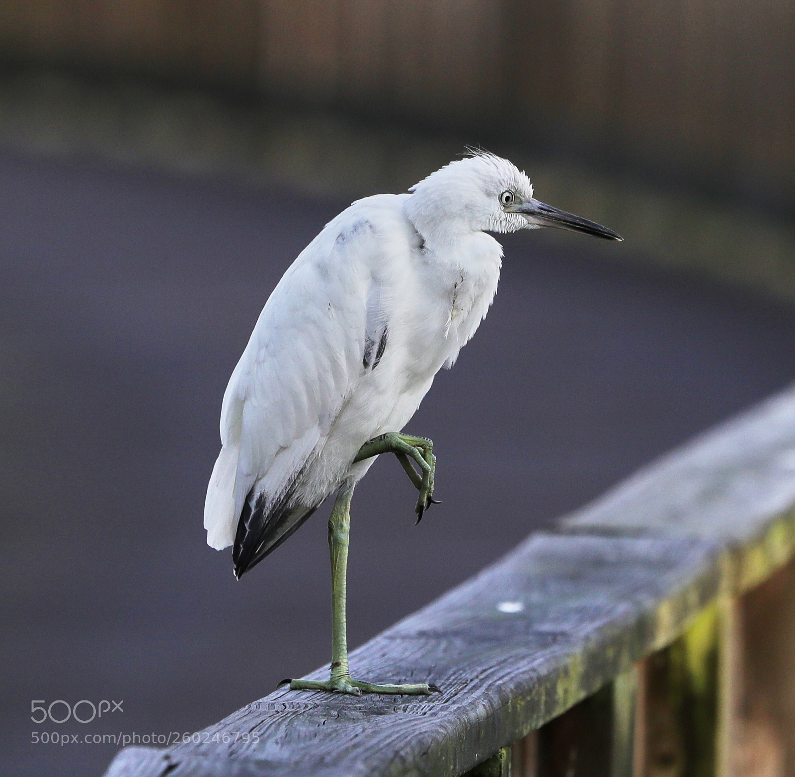 Canon EOS-1D X Mark II sample photo. 05-31-18-0020665.jpg photography
