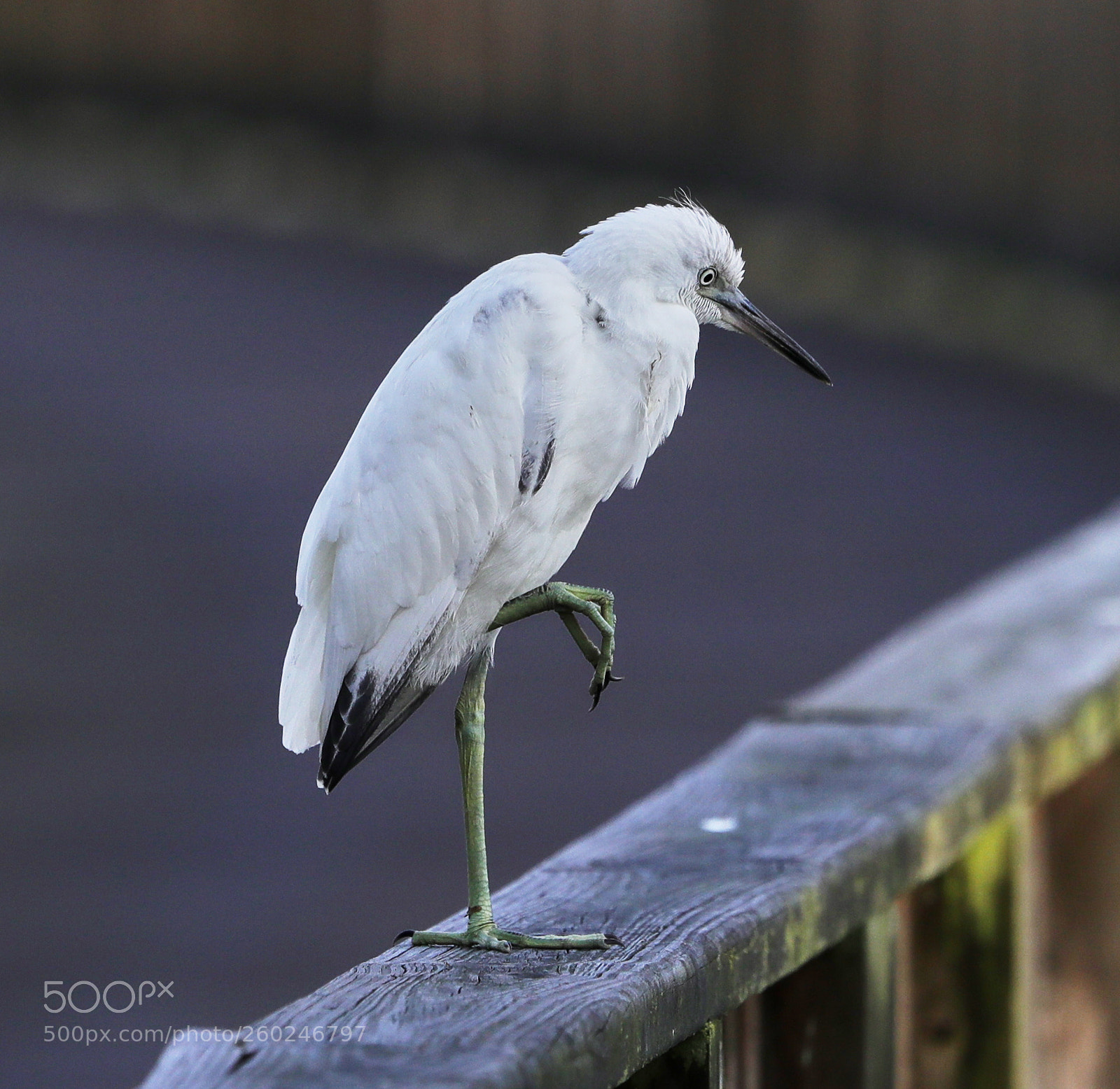 Canon EOS-1D X Mark II sample photo. 05-31-18-0020664.jpg photography