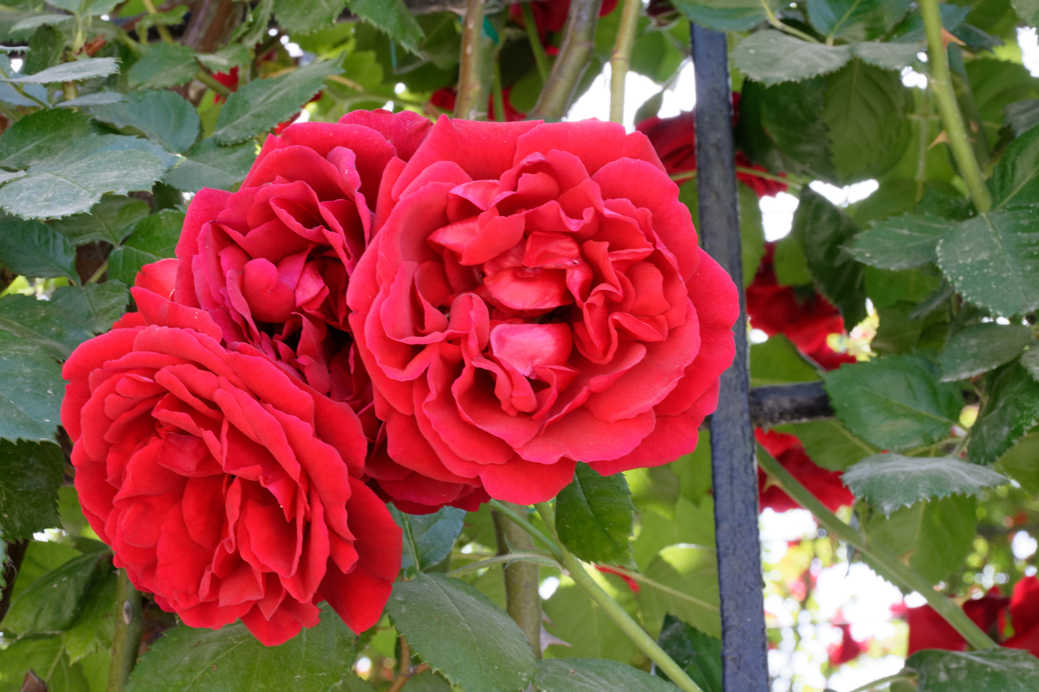 Nikon D7200 sample photo. Red roses photography