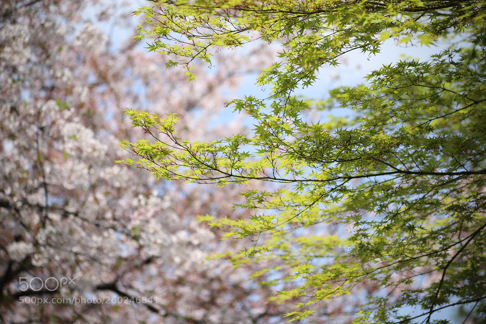 Canon EOS 6D Mark II sample photo. Untitled photography