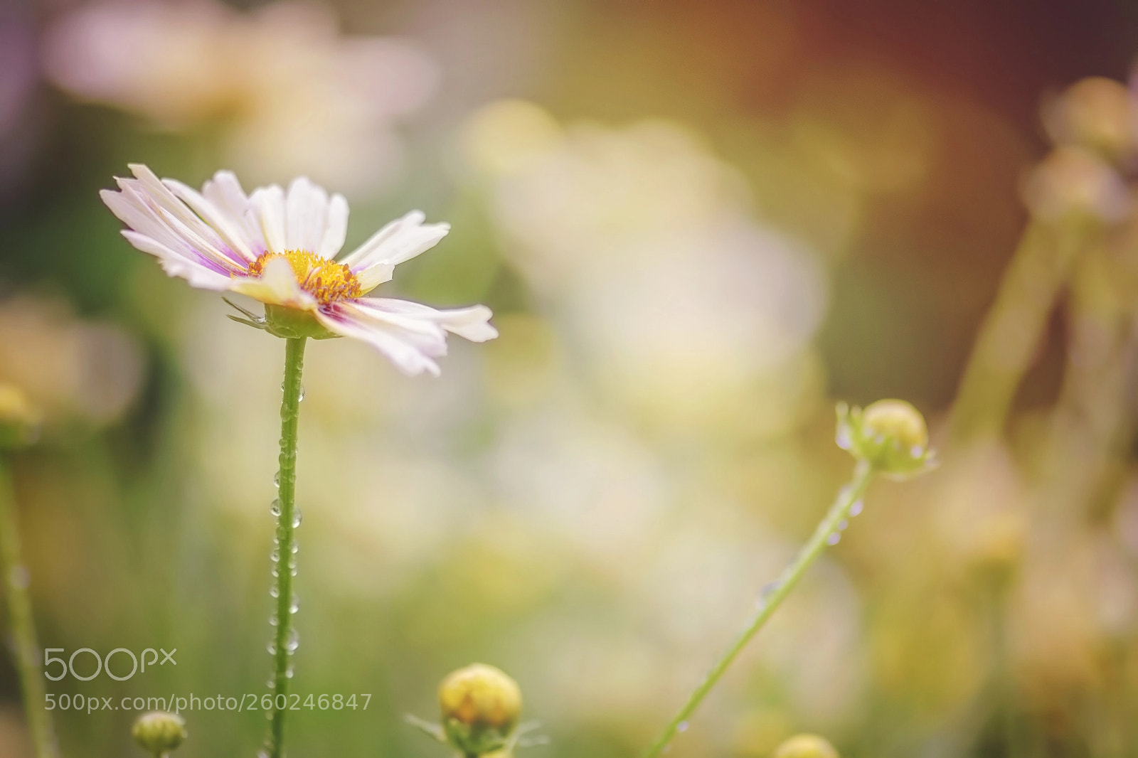 Nikon D5500 sample photo. Bloom photography