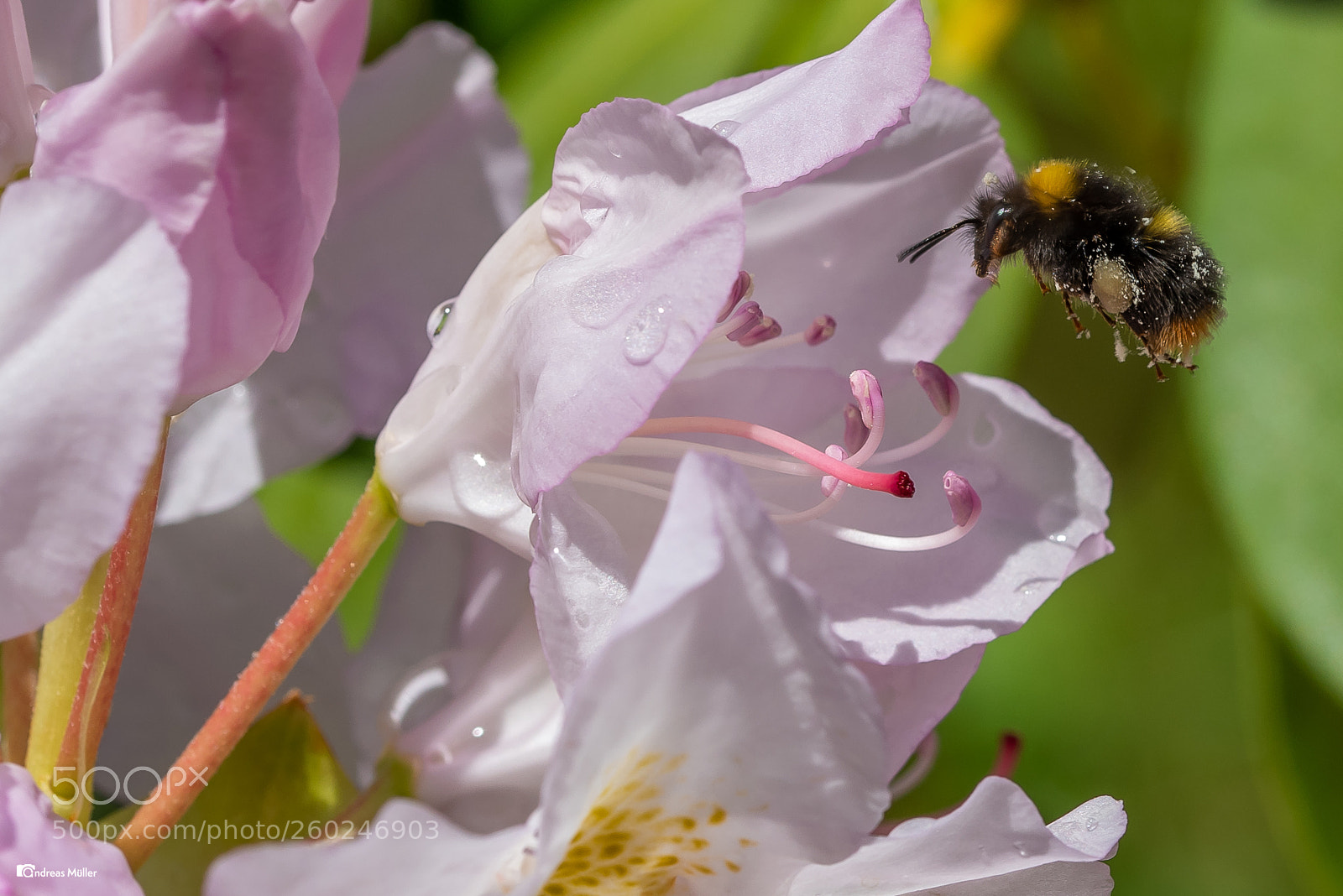Nikon D810 sample photo. Hummel bei der arbeit photography