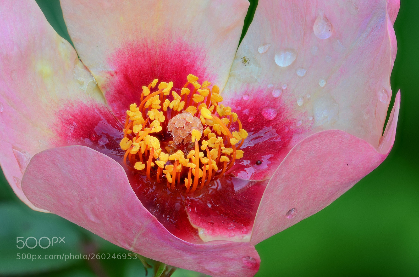 Nikon D7000 sample photo. Rose stacking photography