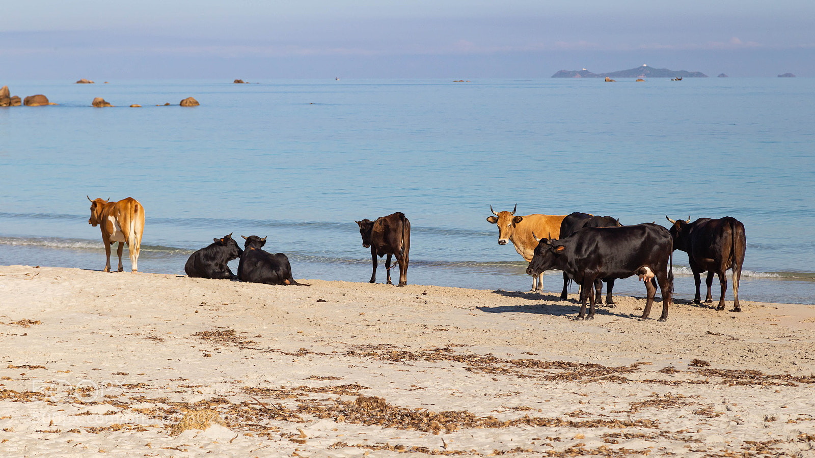 Canon EOS 6D sample photo. Cow's corsica photography