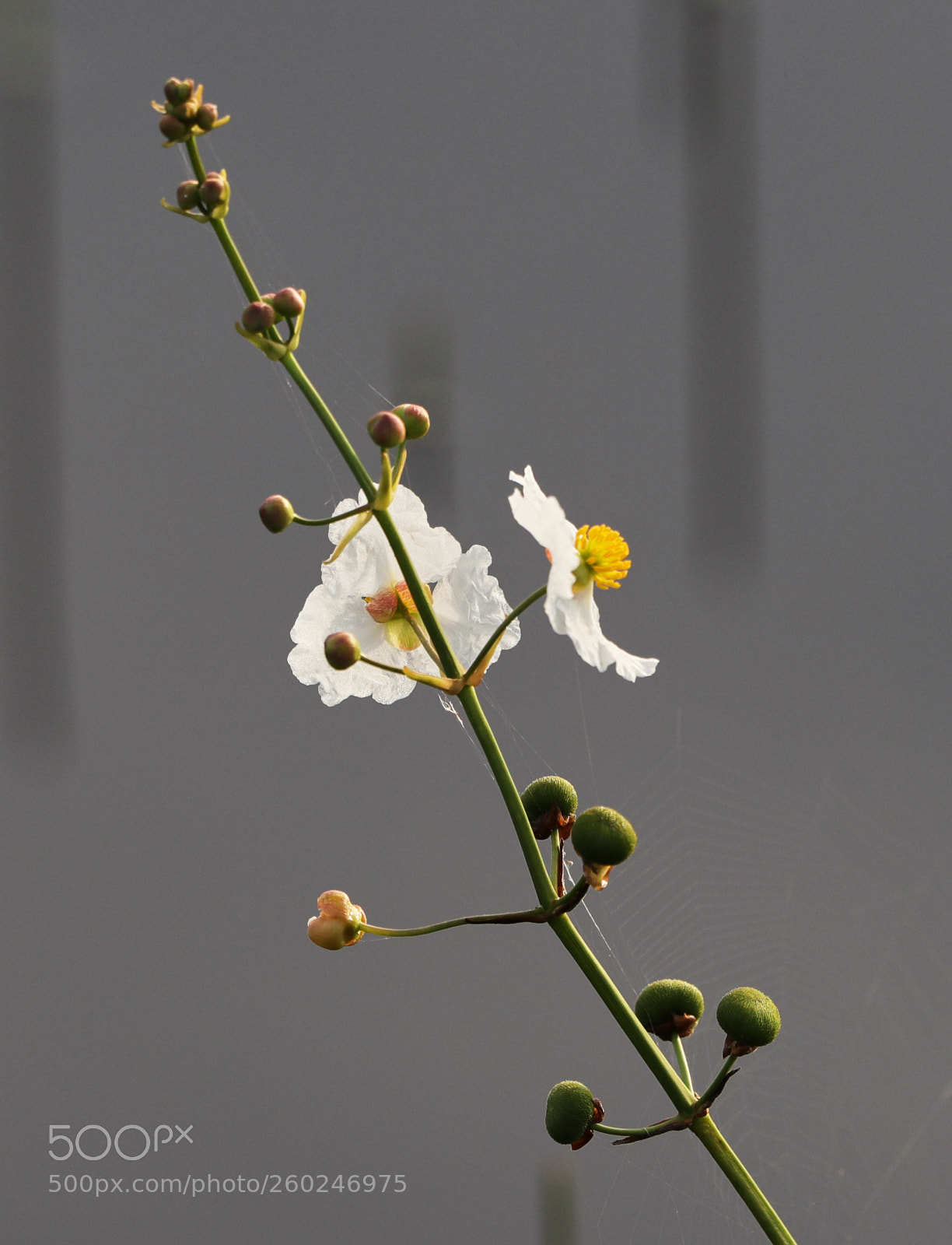 Canon EOS-1D X Mark II sample photo. 05-31-18-0020658.jpg photography