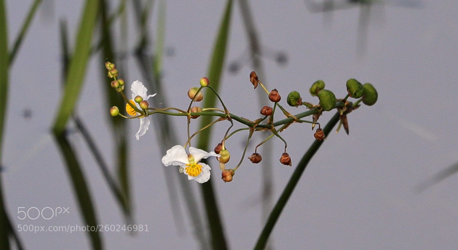Canon EOS-1D X Mark II sample photo. 05-31-18-0020657.jpg photography