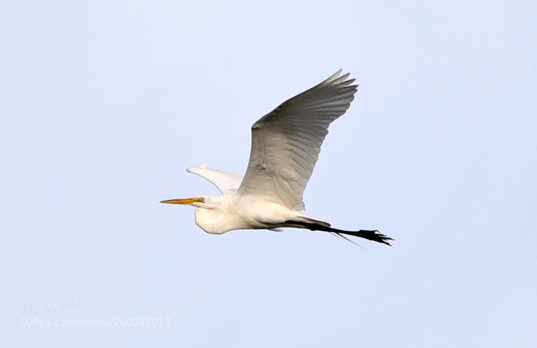 Canon EOS-1D X Mark II sample photo. 05-31-18-0020653.jpg photography