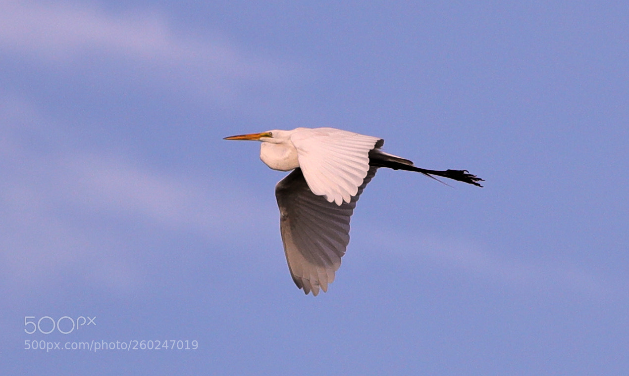 Canon EOS-1D X Mark II sample photo. 05-31-18-0020652.jpg photography