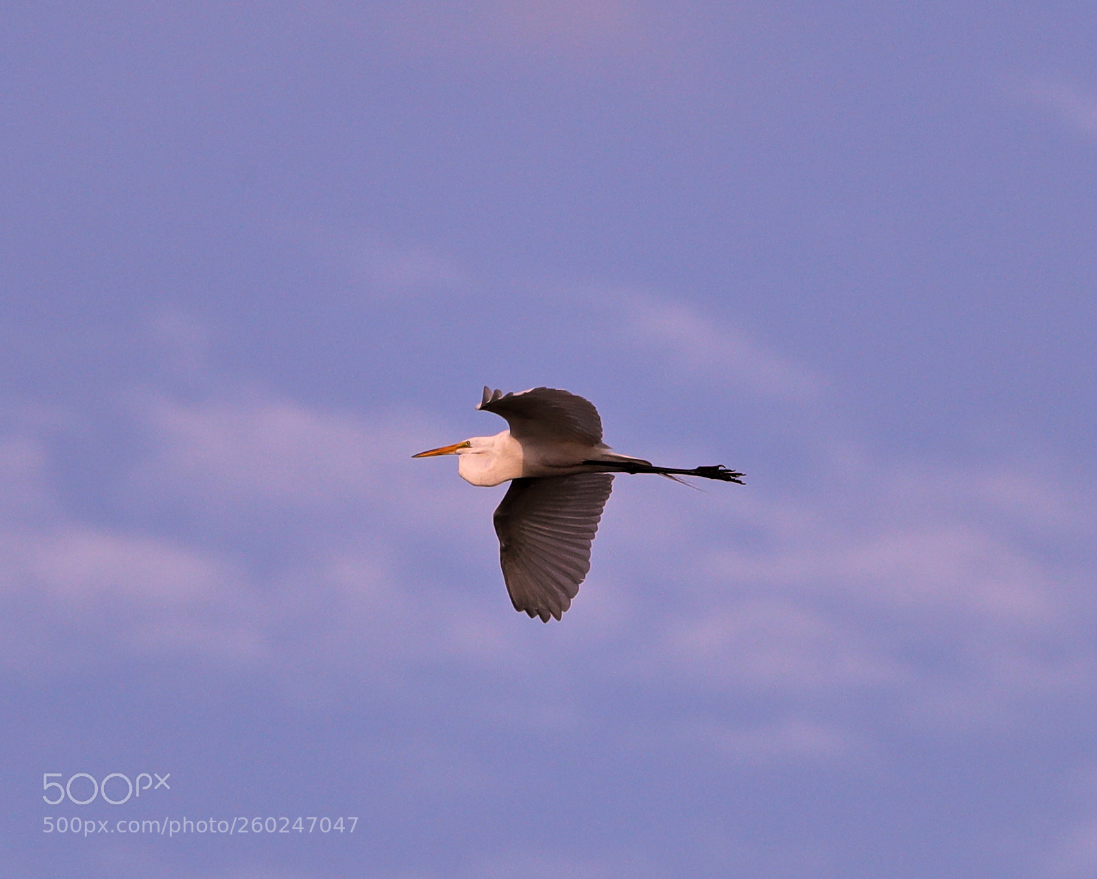 Canon EOS-1D X Mark II sample photo. 05-31-18-0020651 1.jpg photography