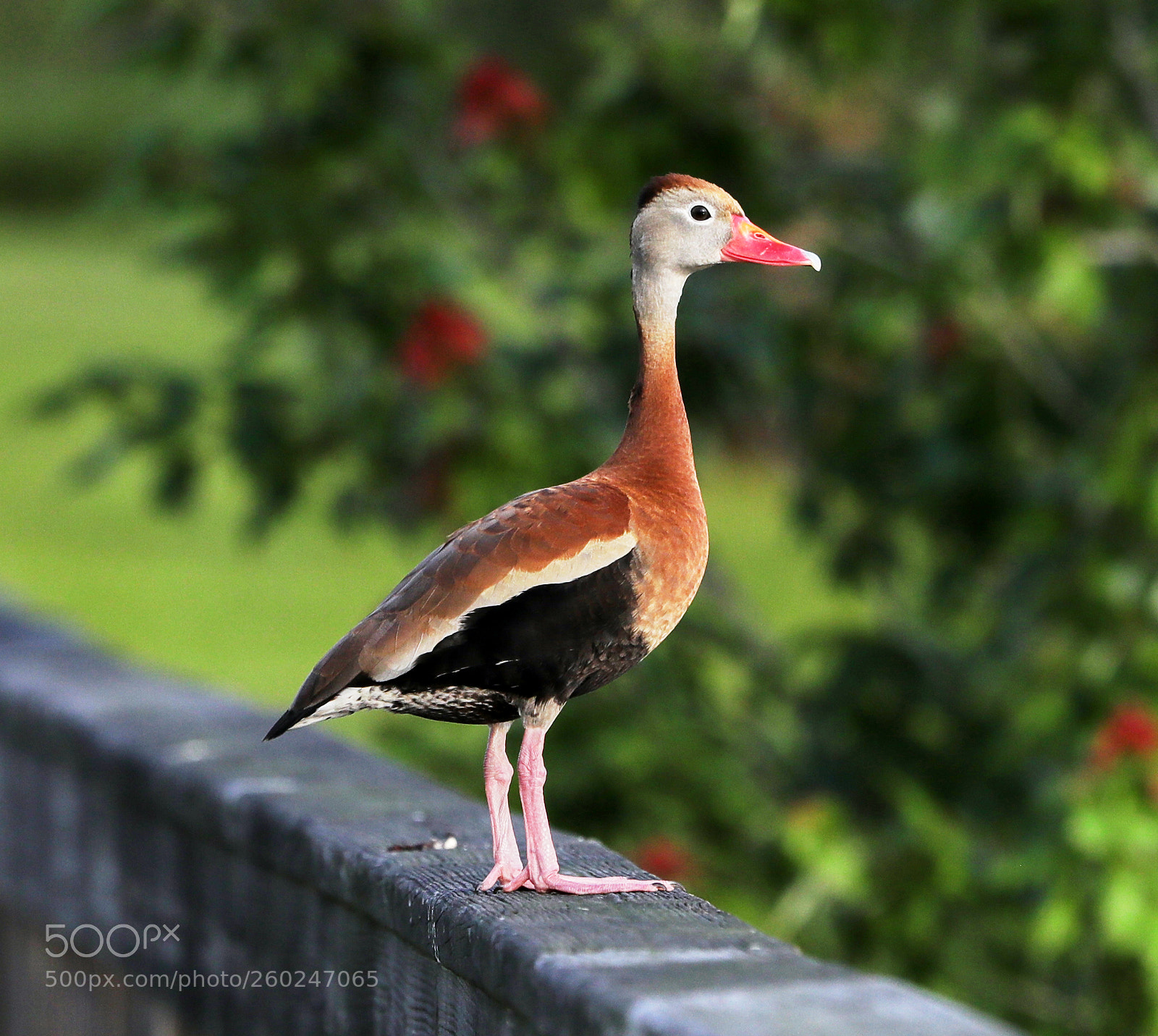 Canon EOS-1D X Mark II sample photo. 05-31-18-0020649.jpg photography