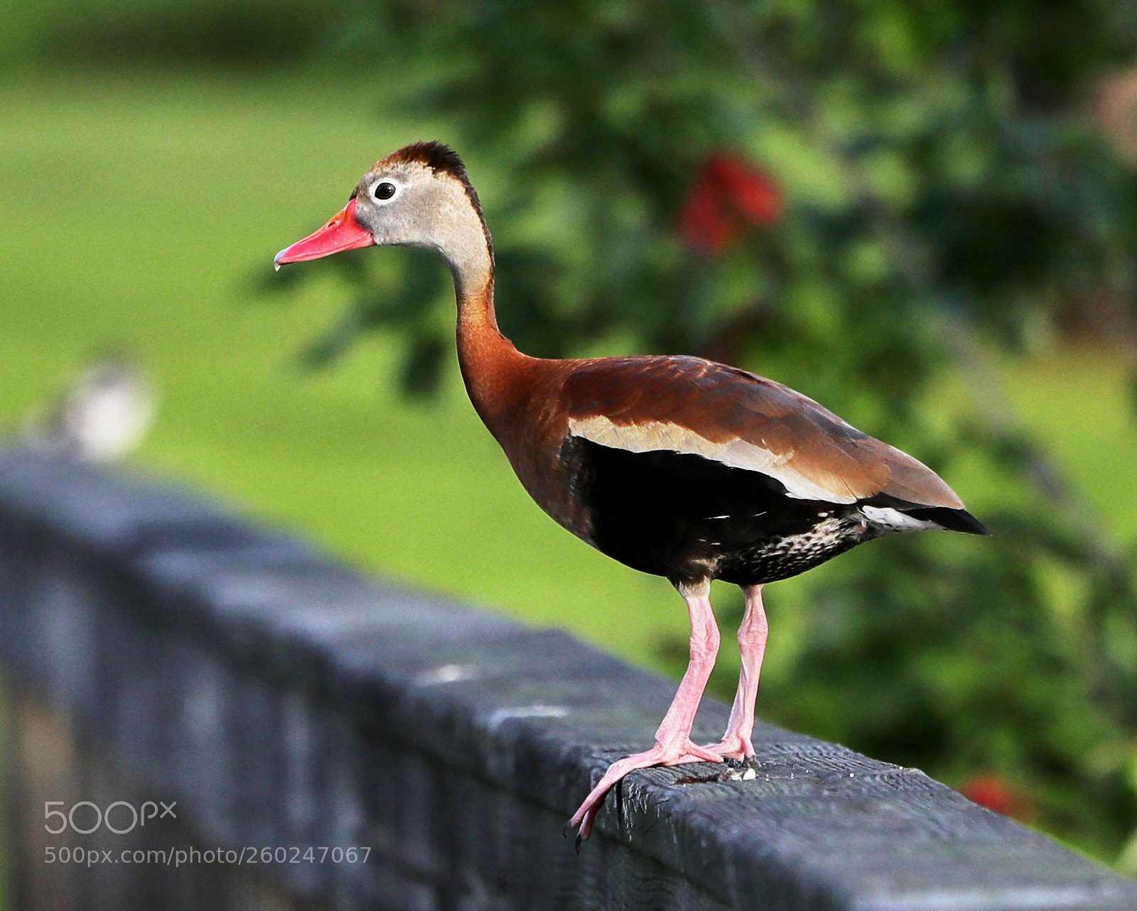 Canon EOS-1D X Mark II sample photo. 05-31-18-0020646.jpg photography