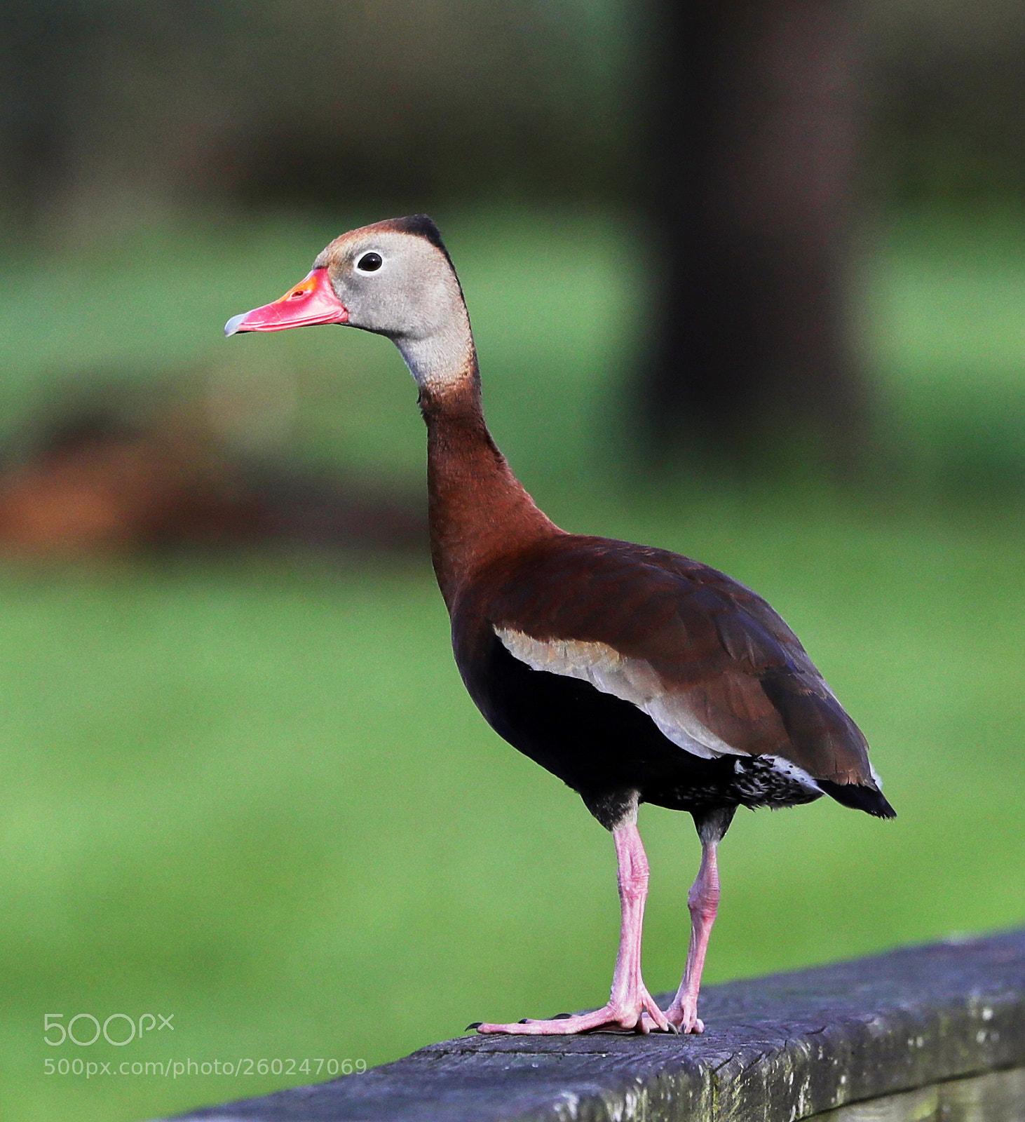 Canon EOS-1D X Mark II sample photo. 05-31-18-0020648.jpg photography