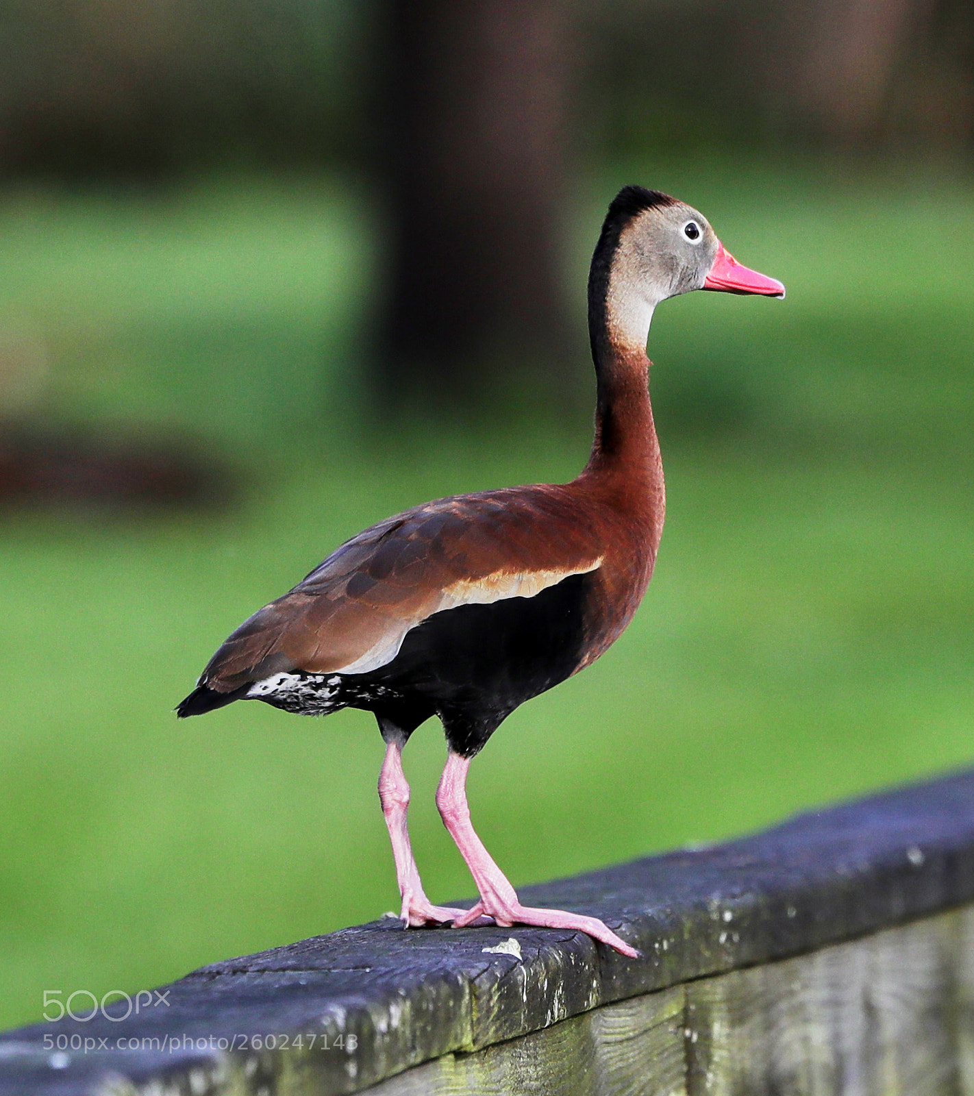 Canon EOS-1D X Mark II sample photo. 05-31-18-0020645.jpg photography
