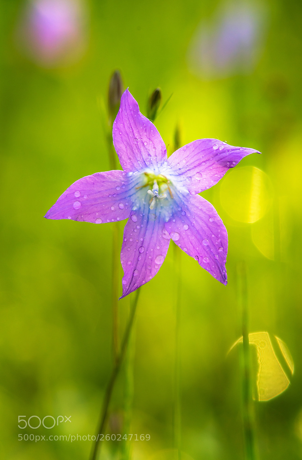 Nikon D750 sample photo. Campanula photography