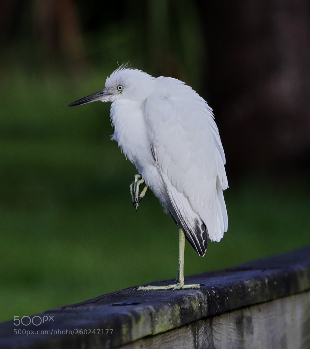 Canon EOS-1D X Mark II sample photo. 05-31-18-0020643.jpg photography