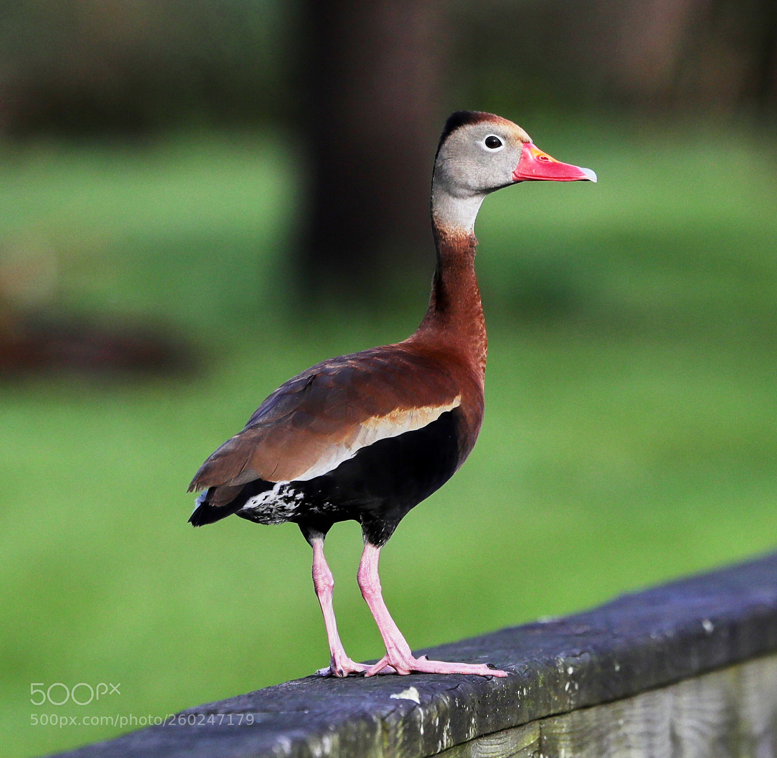 Canon EOS-1D X Mark II sample photo. 05-31-18-0020644.jpg photography