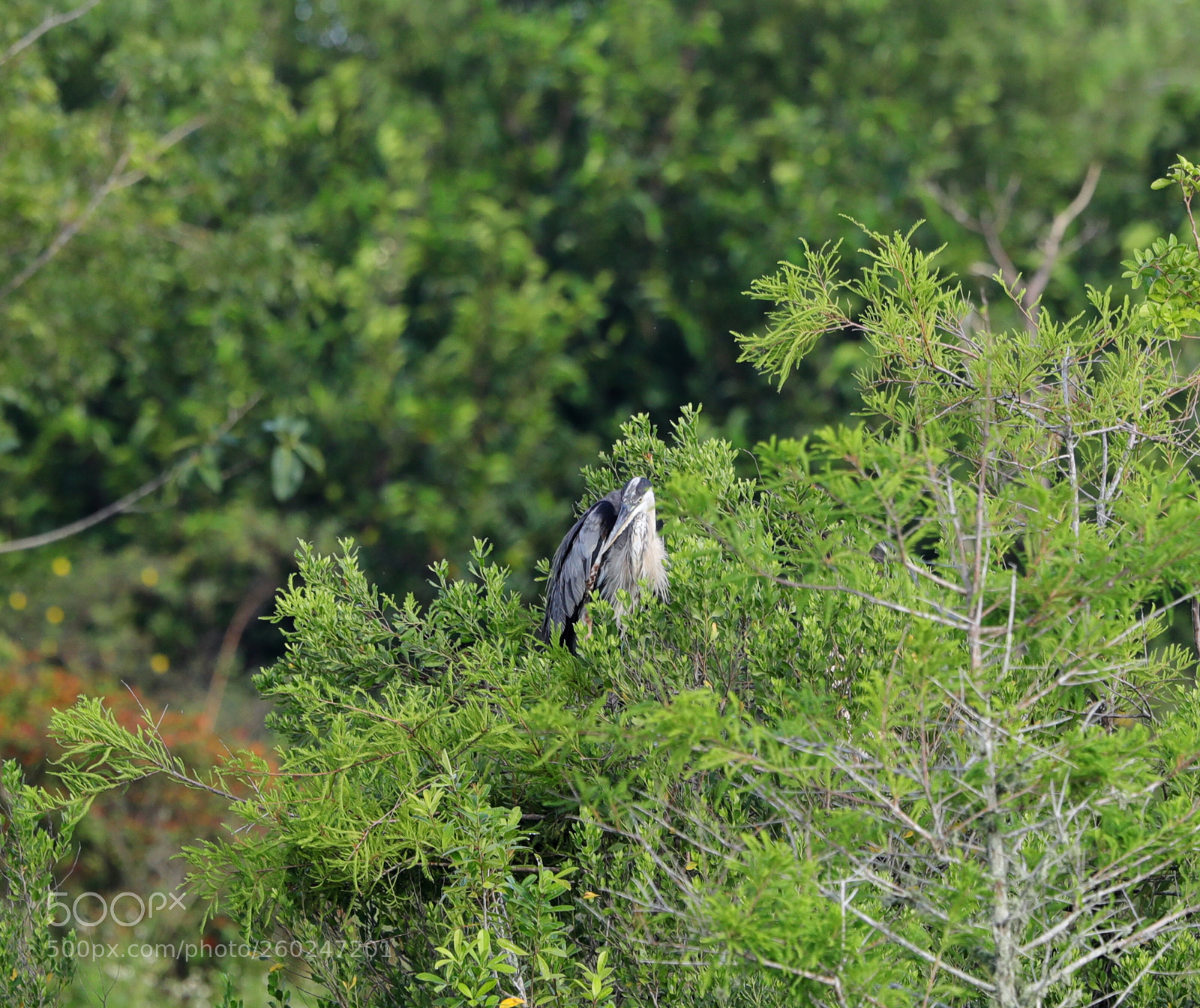 Canon EOS-1D X Mark II sample photo. 05-31-18-0020592.jpg photography