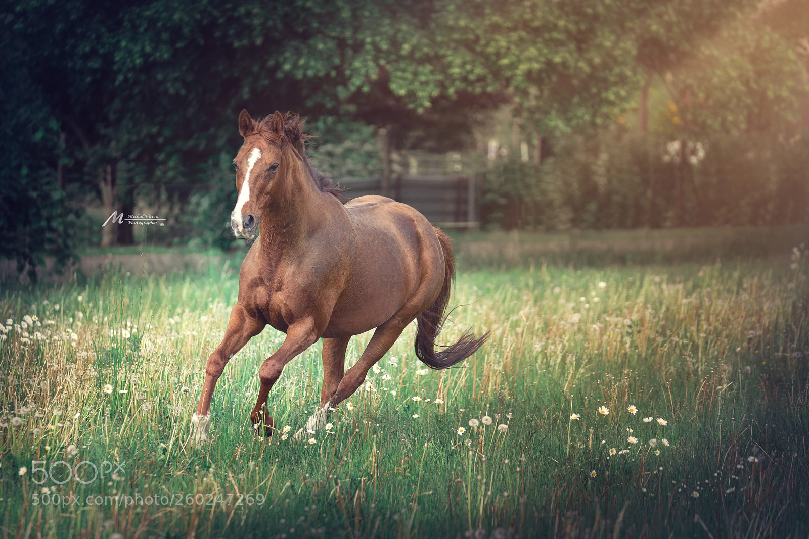 Sony a7R II sample photo. Beauty of fauna photography