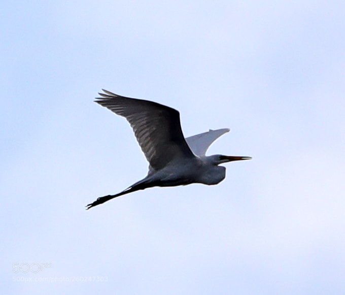 Canon EOS-1D X Mark II sample photo. 05-31-18-0020570.jpg photography