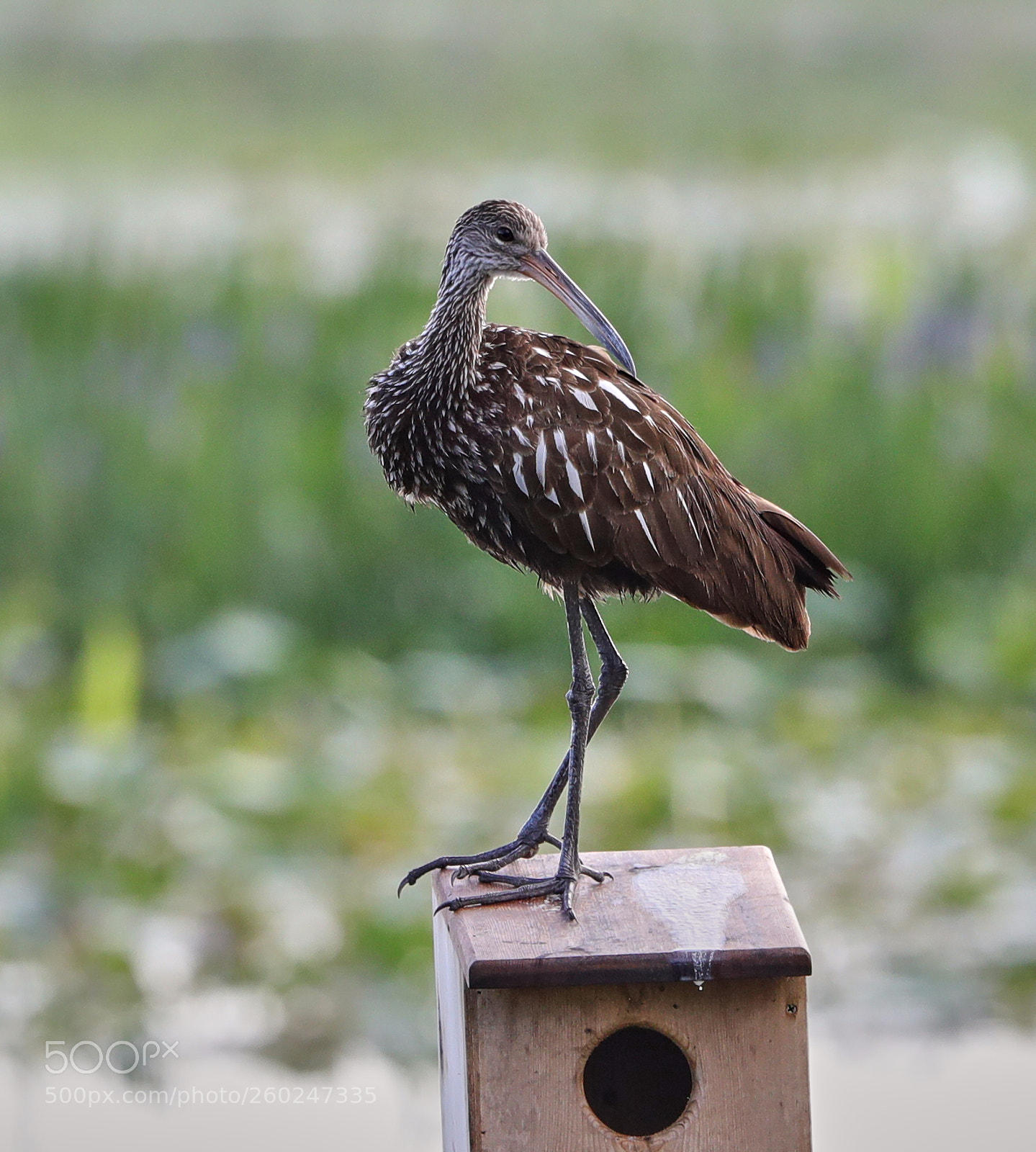 Canon EOS-1D X Mark II sample photo. 05-31-18-0020548.jpg photography