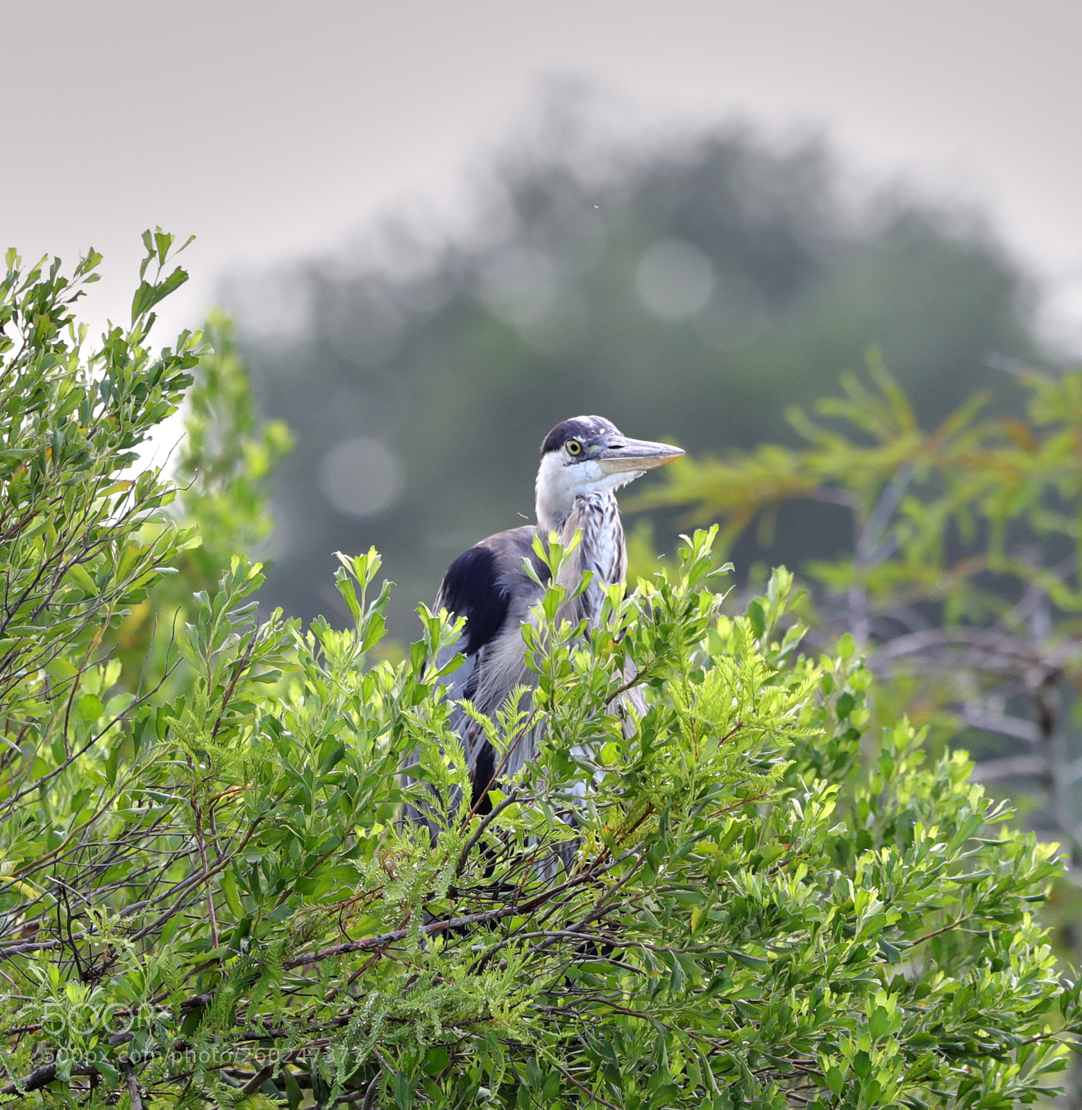 Canon EOS-1D X Mark II sample photo. 05-31-18-0020534.jpg photography