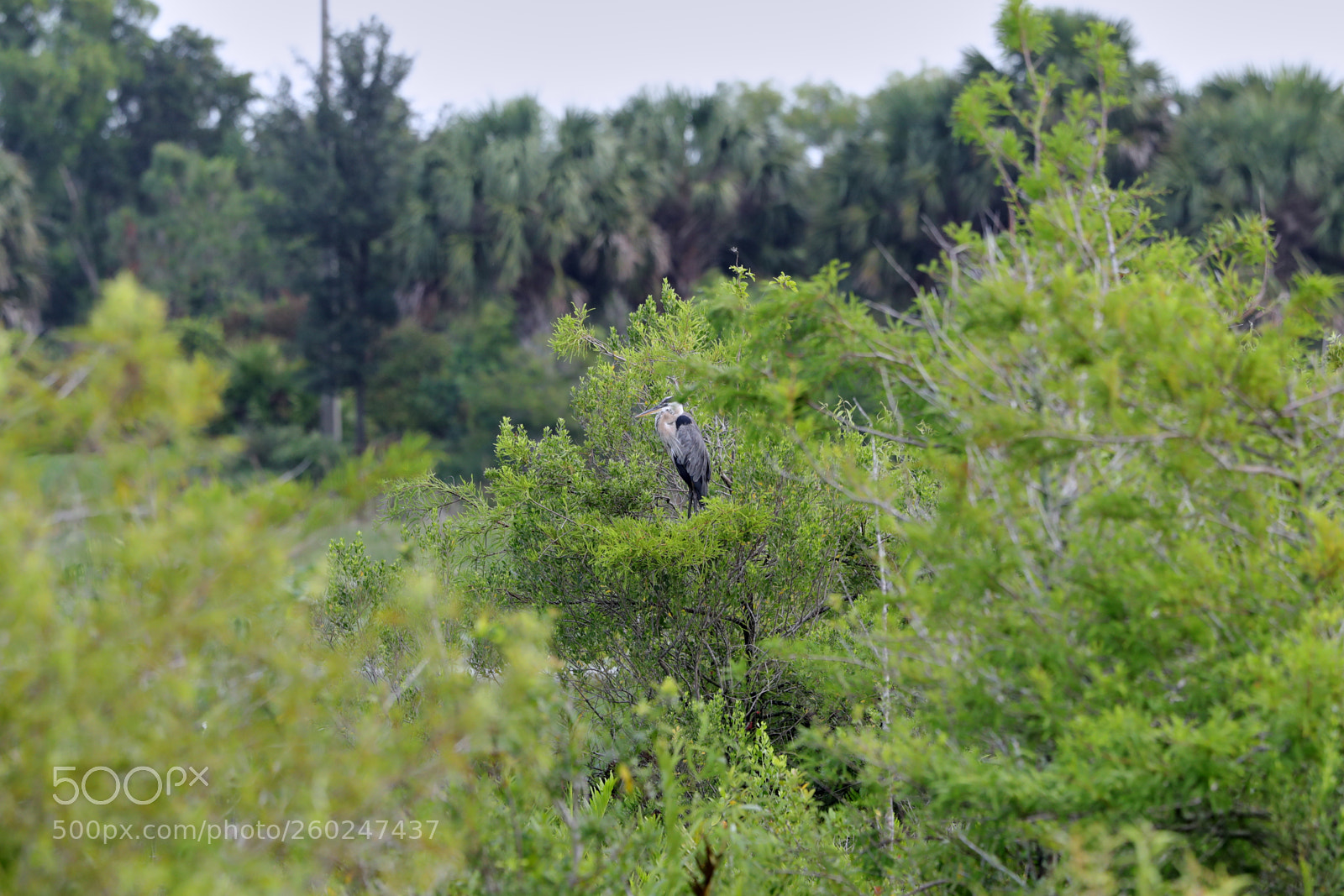 Canon EOS-1D X Mark II sample photo. 05-31-18-0020523.jpg photography