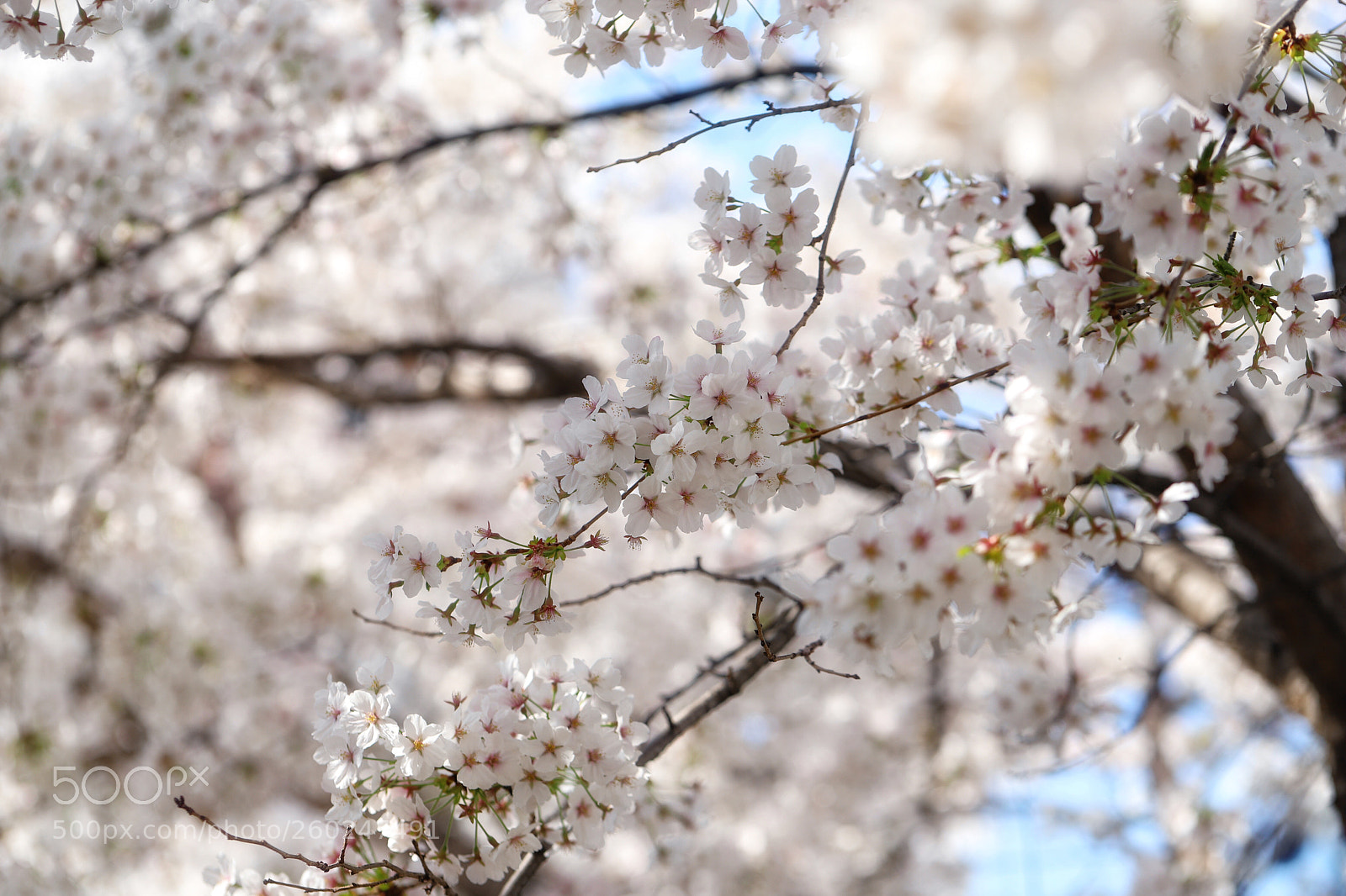 Canon EOS 6D Mark II sample photo. Untitled photography
