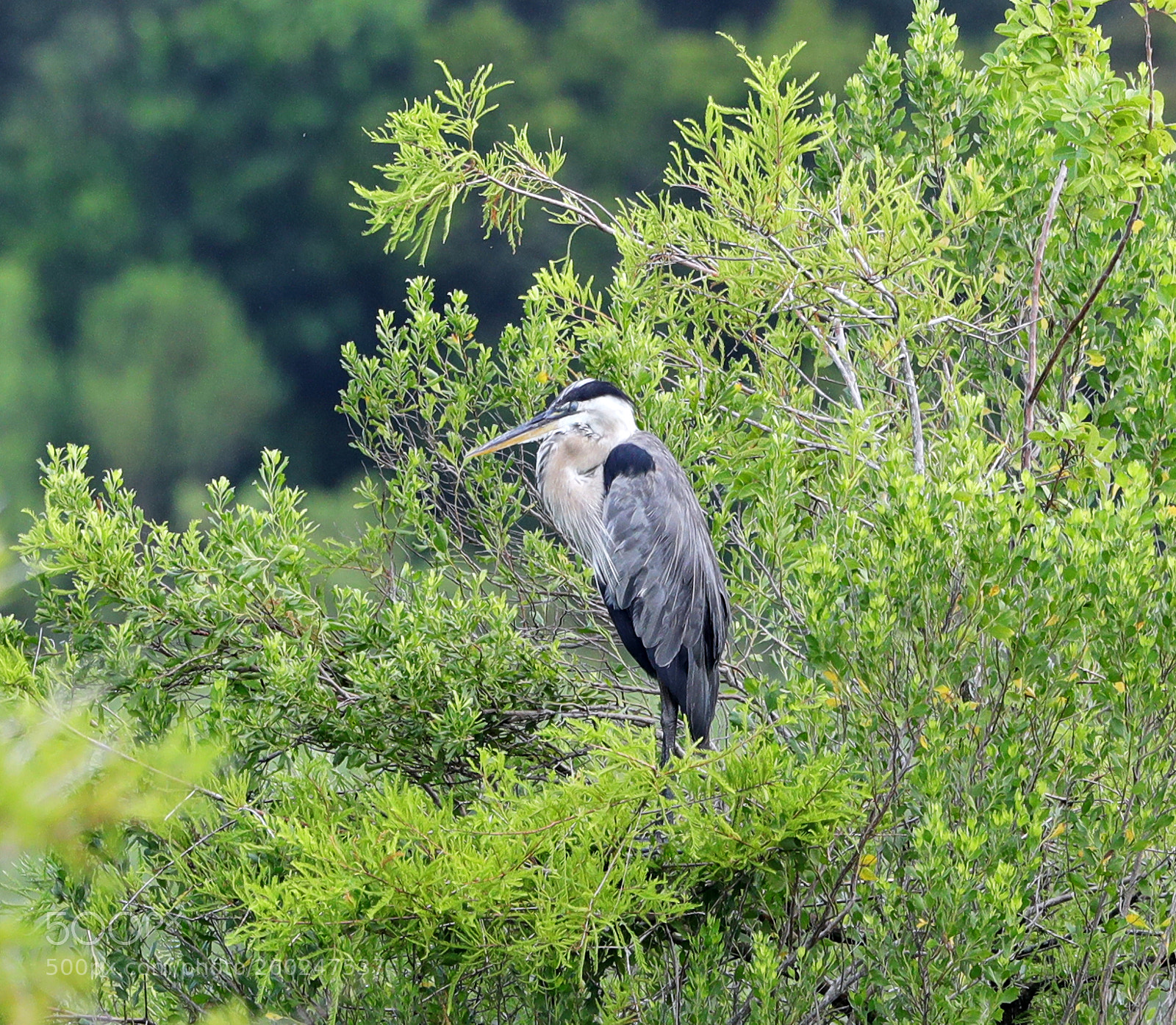 Canon EOS-1D X Mark II sample photo. 05-31-18-0020520.jpg photography