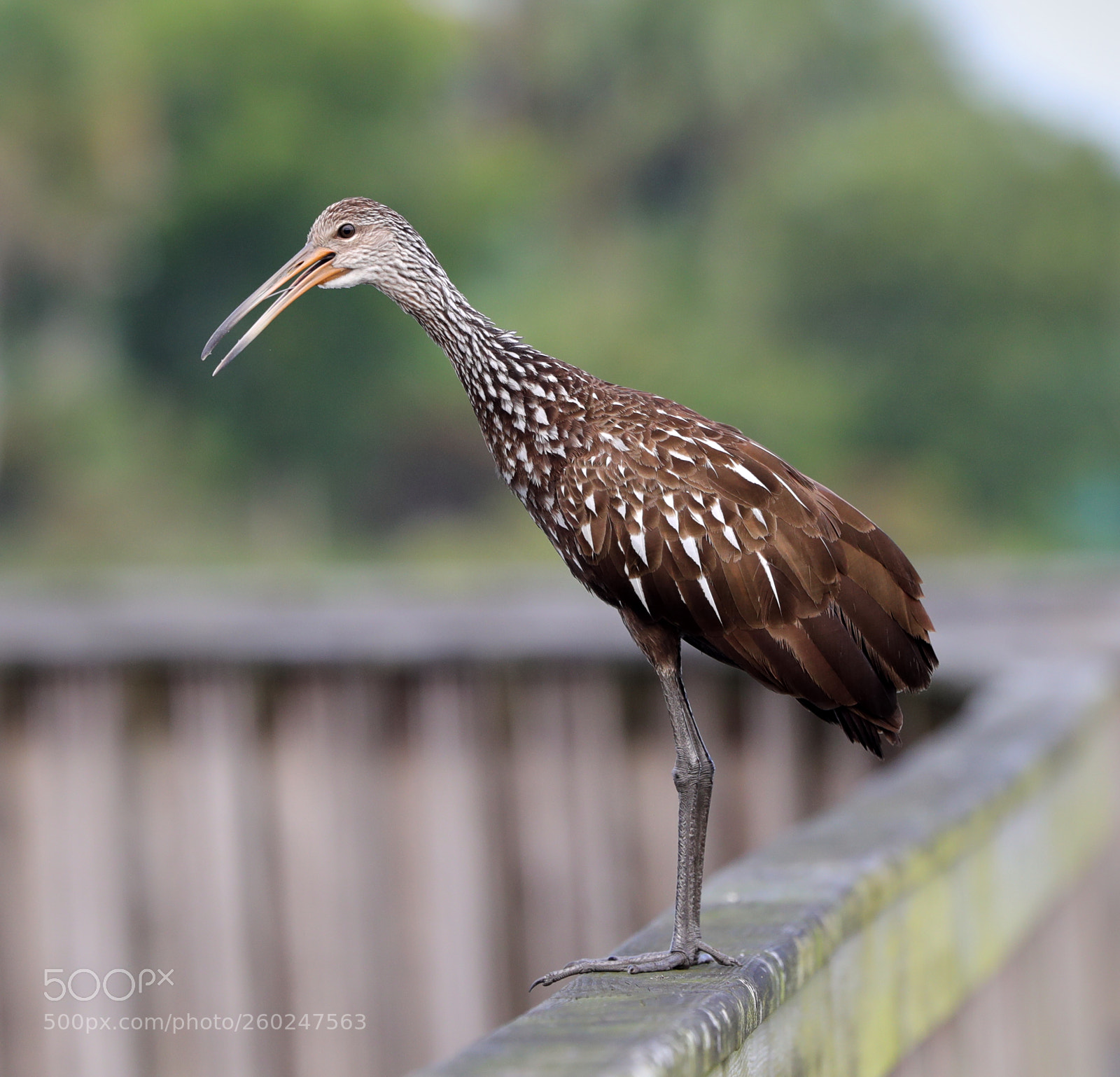Canon EOS-1D X Mark II sample photo. 05-31-18-0020515.jpg photography