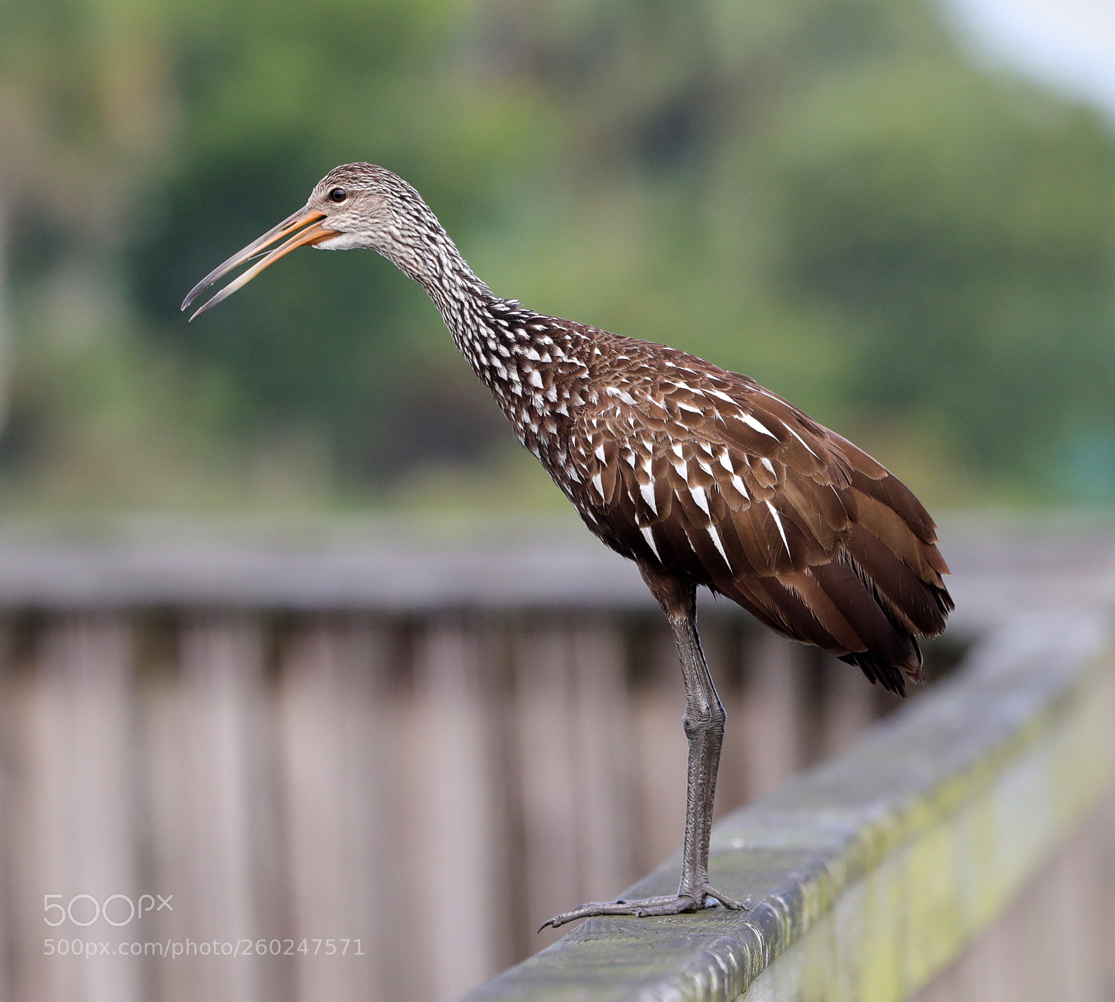 Canon EOS-1D X Mark II sample photo. 05-31-18-0020514.jpg photography