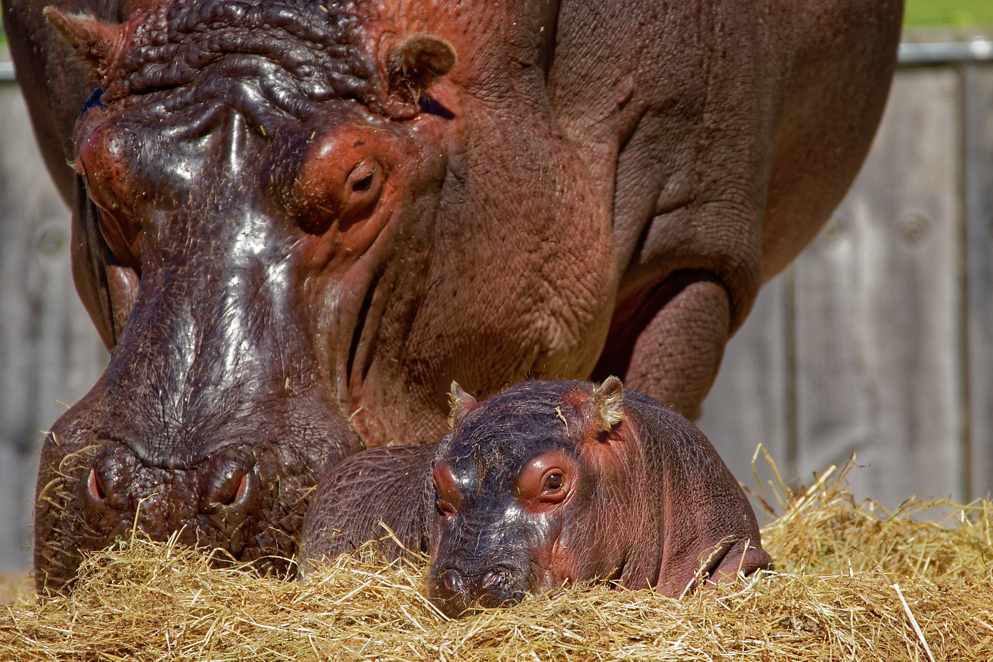 Sigma 150-600mm F5-6.3 DG OS HSM | C sample photo. Happy hippopotamus mother photography
