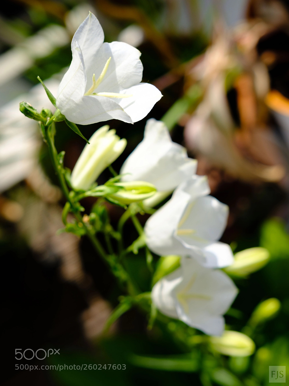 Fujifilm X-T2 sample photo. Bellflower photography