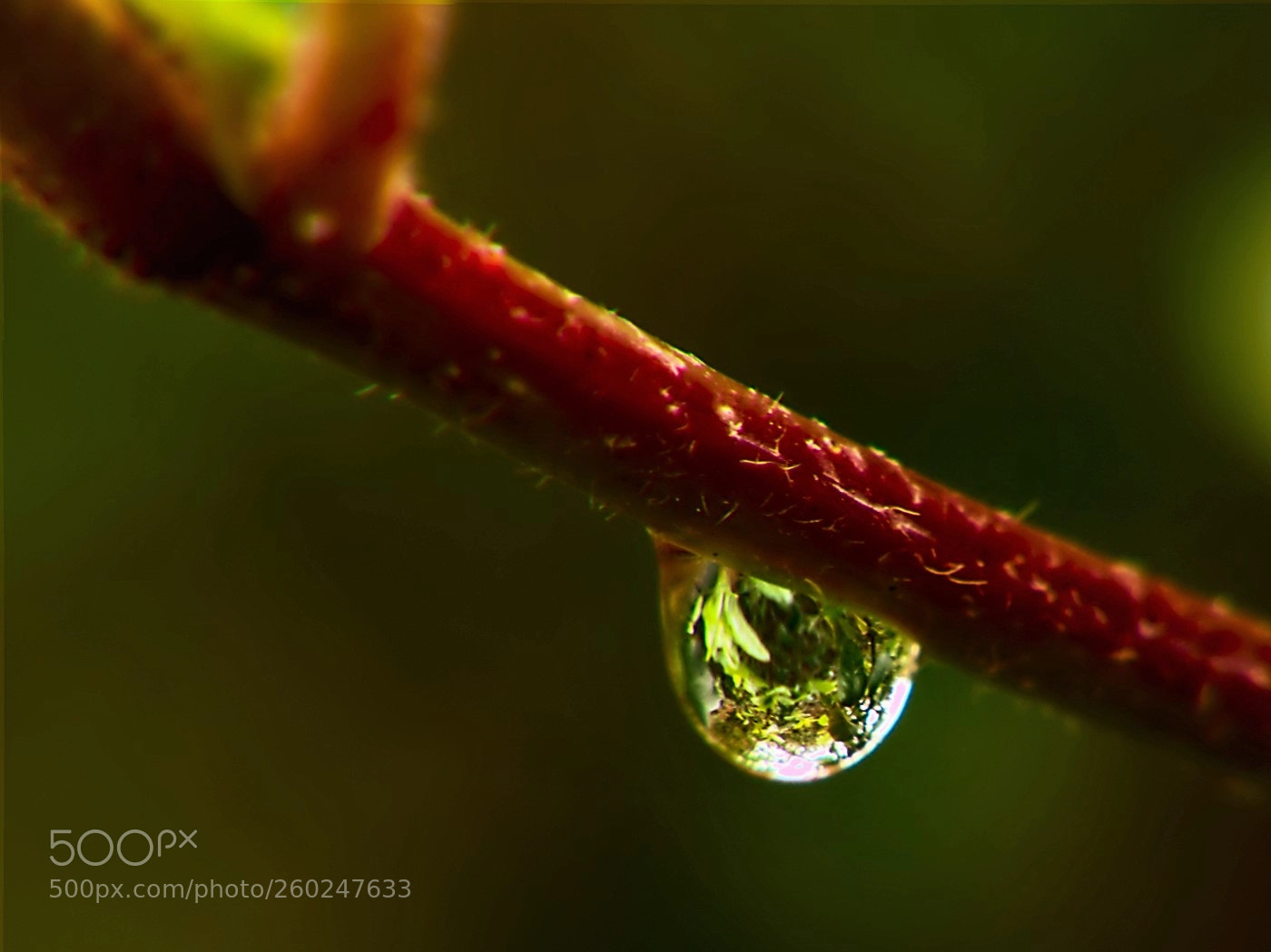 Panasonic Lumix DMC-FZ200 sample photo. Goutte de pluie photography