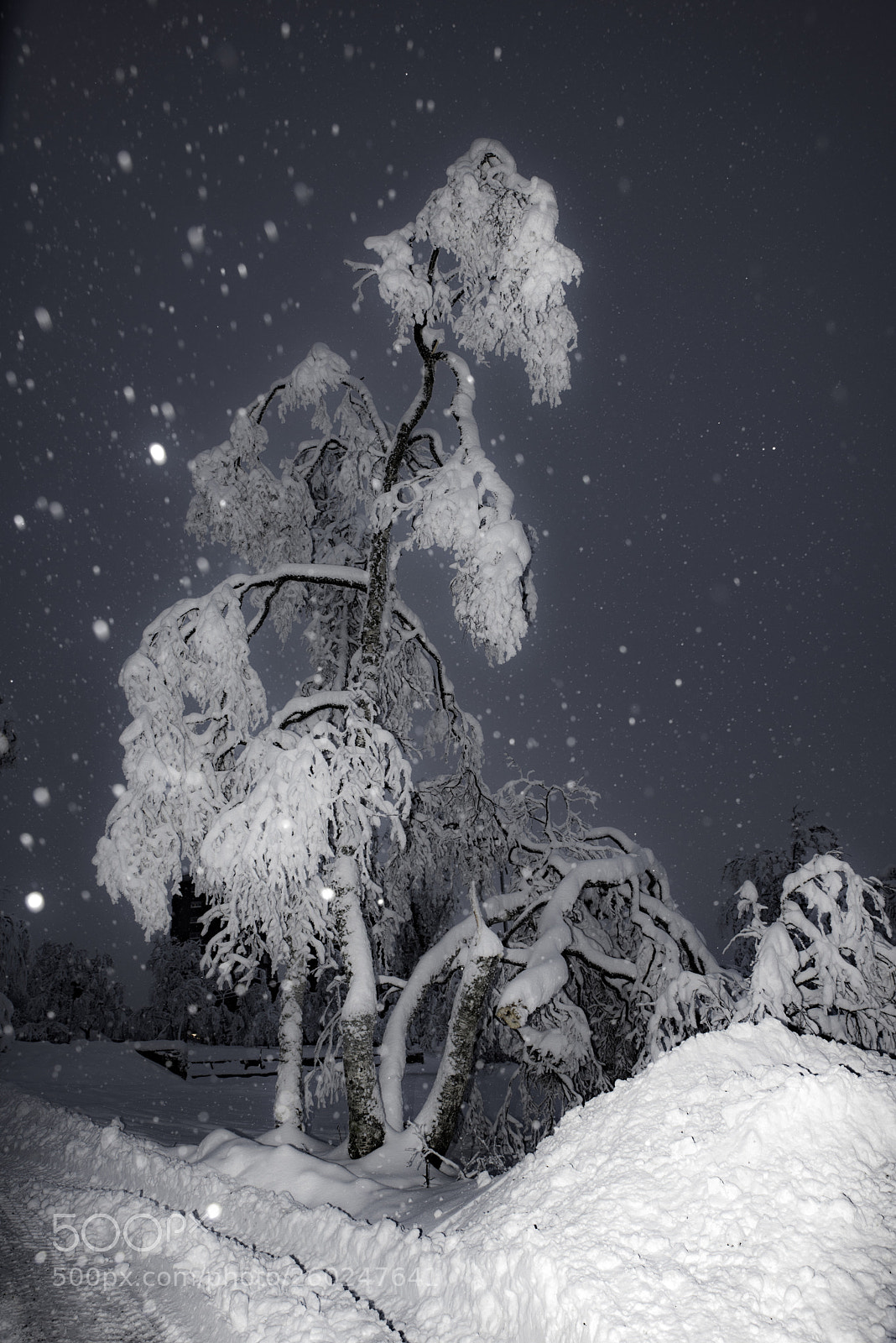 Nikon D810 sample photo. Vinter photography